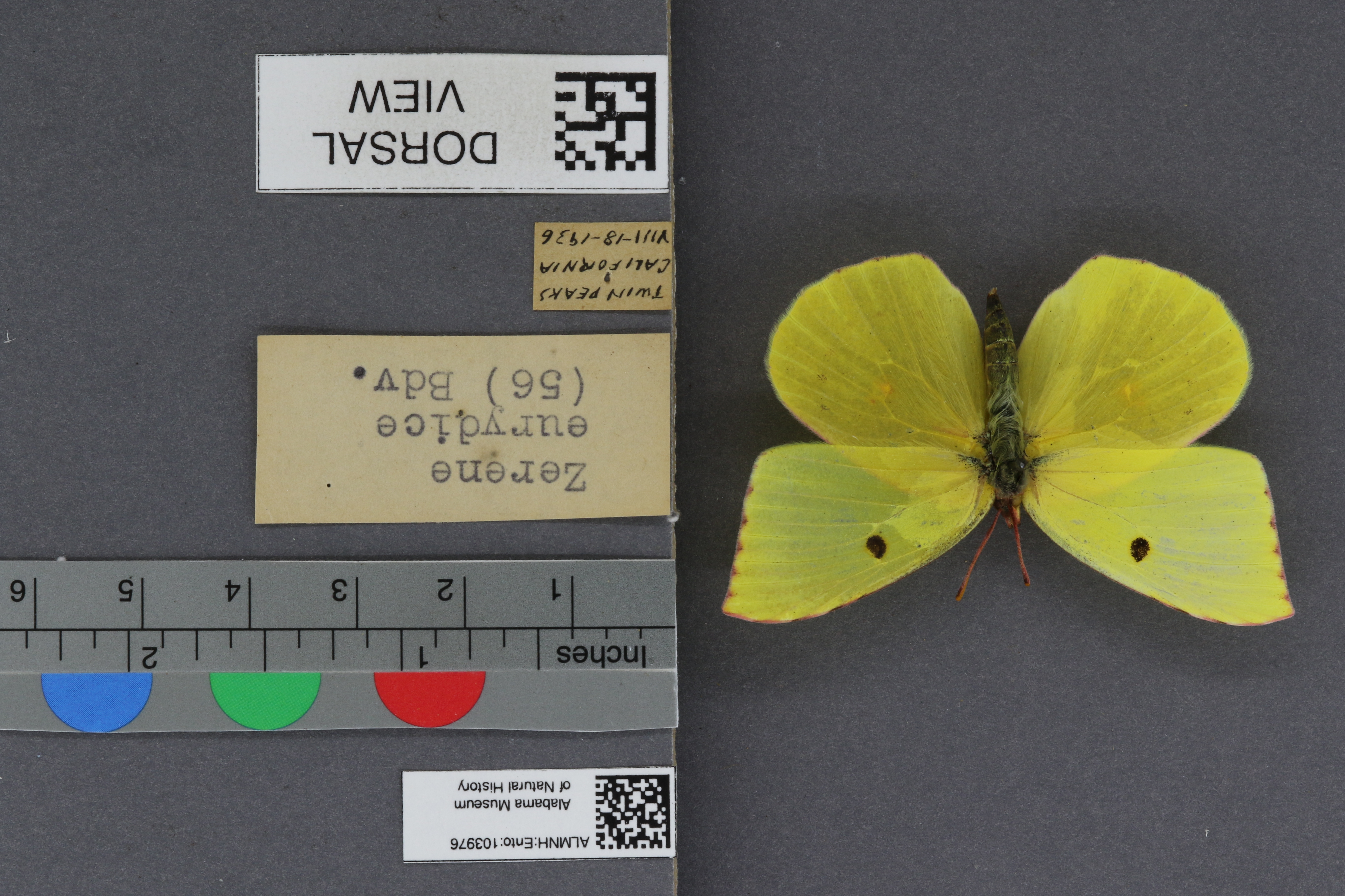 Specimen media