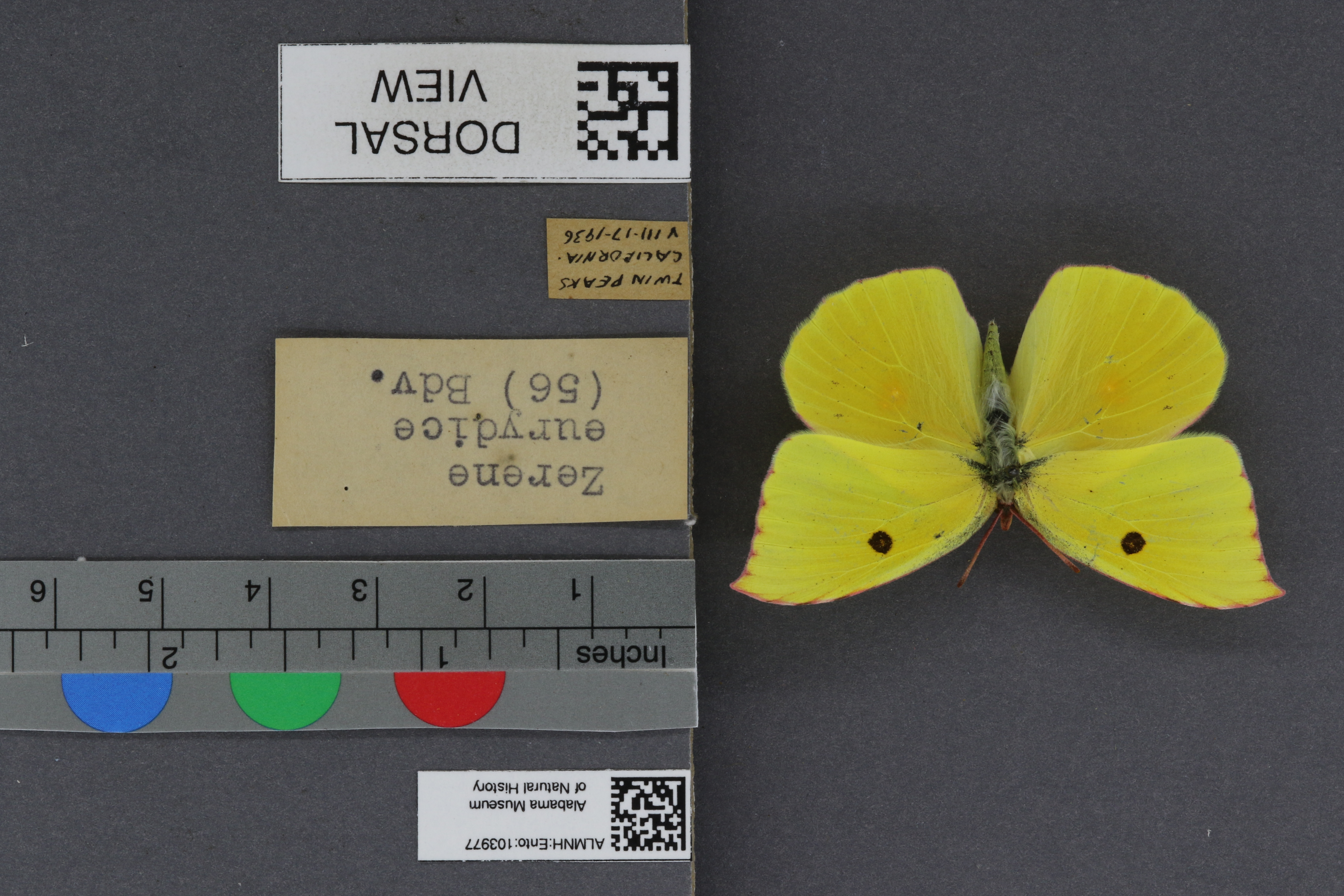 Specimen media