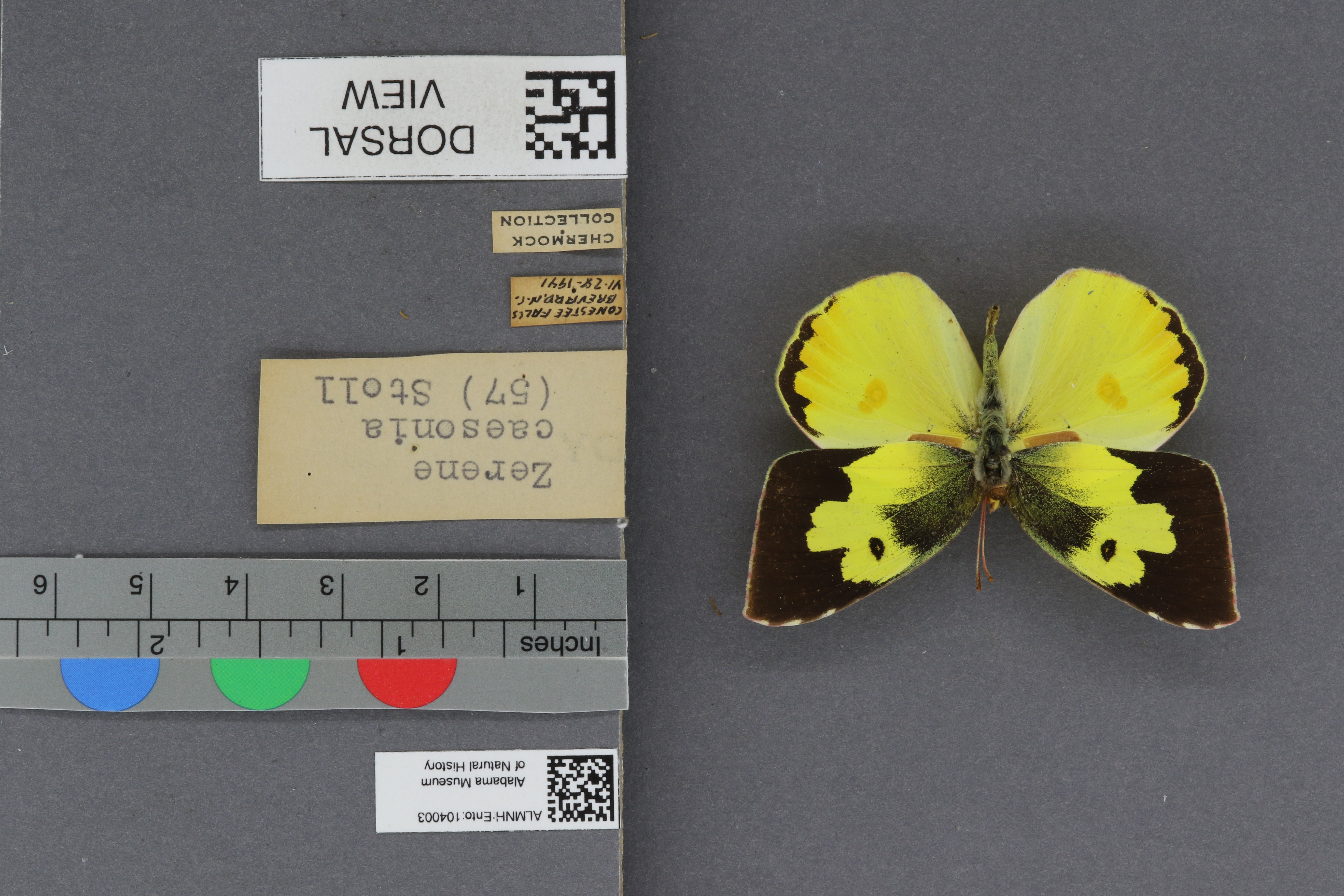 Specimen media