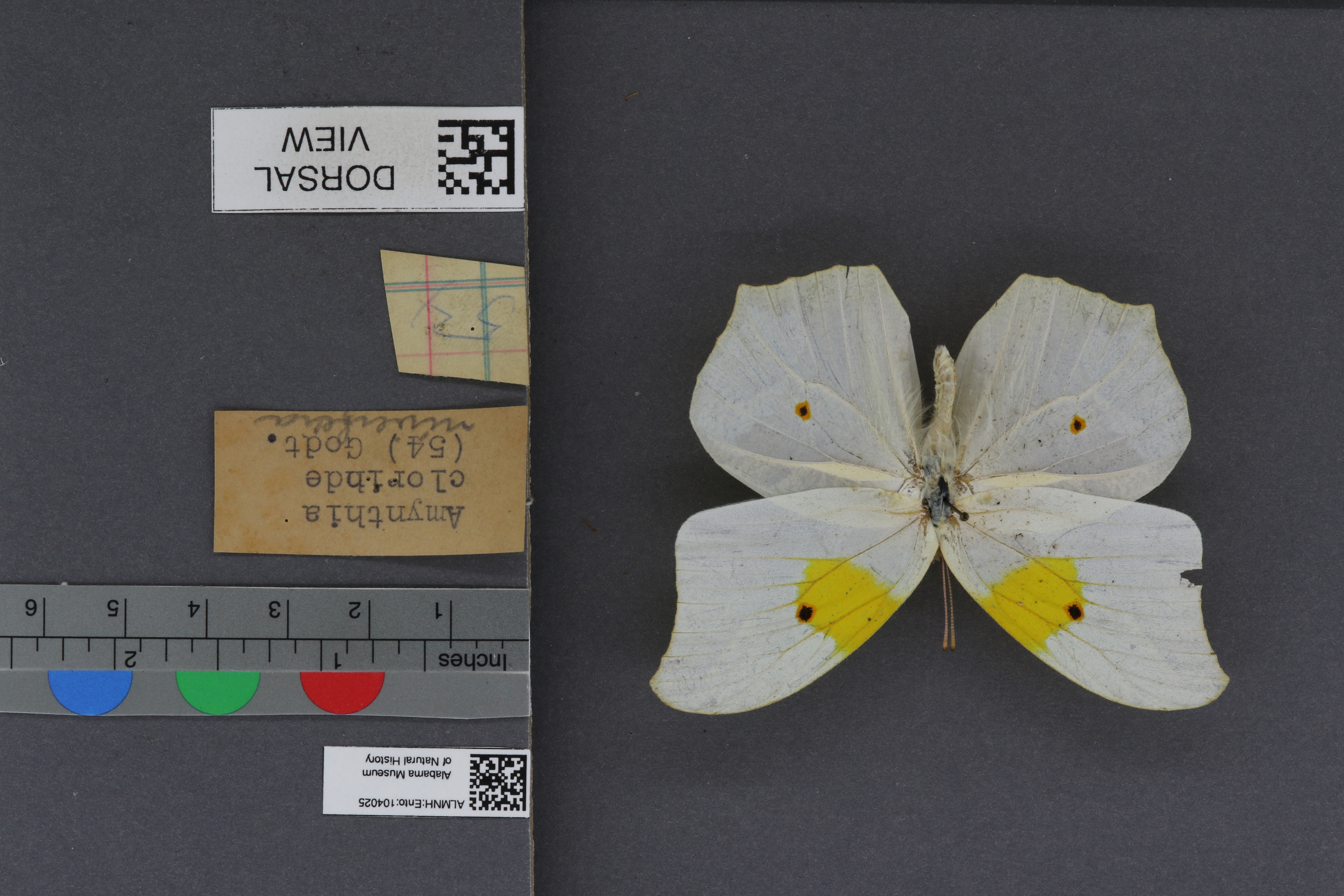 Amynthia clorinde nivifera