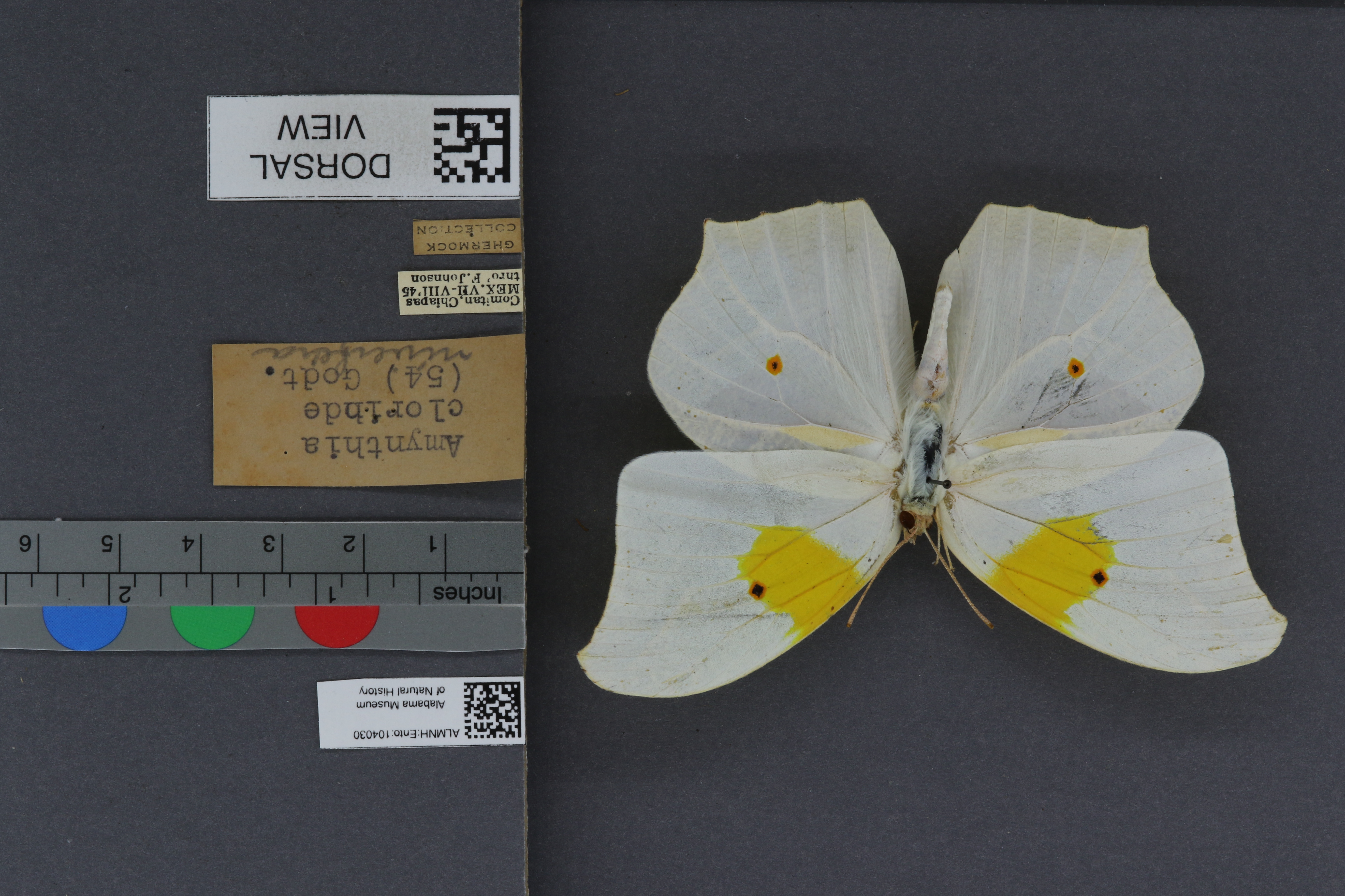 Amynthia clorinde nivifera