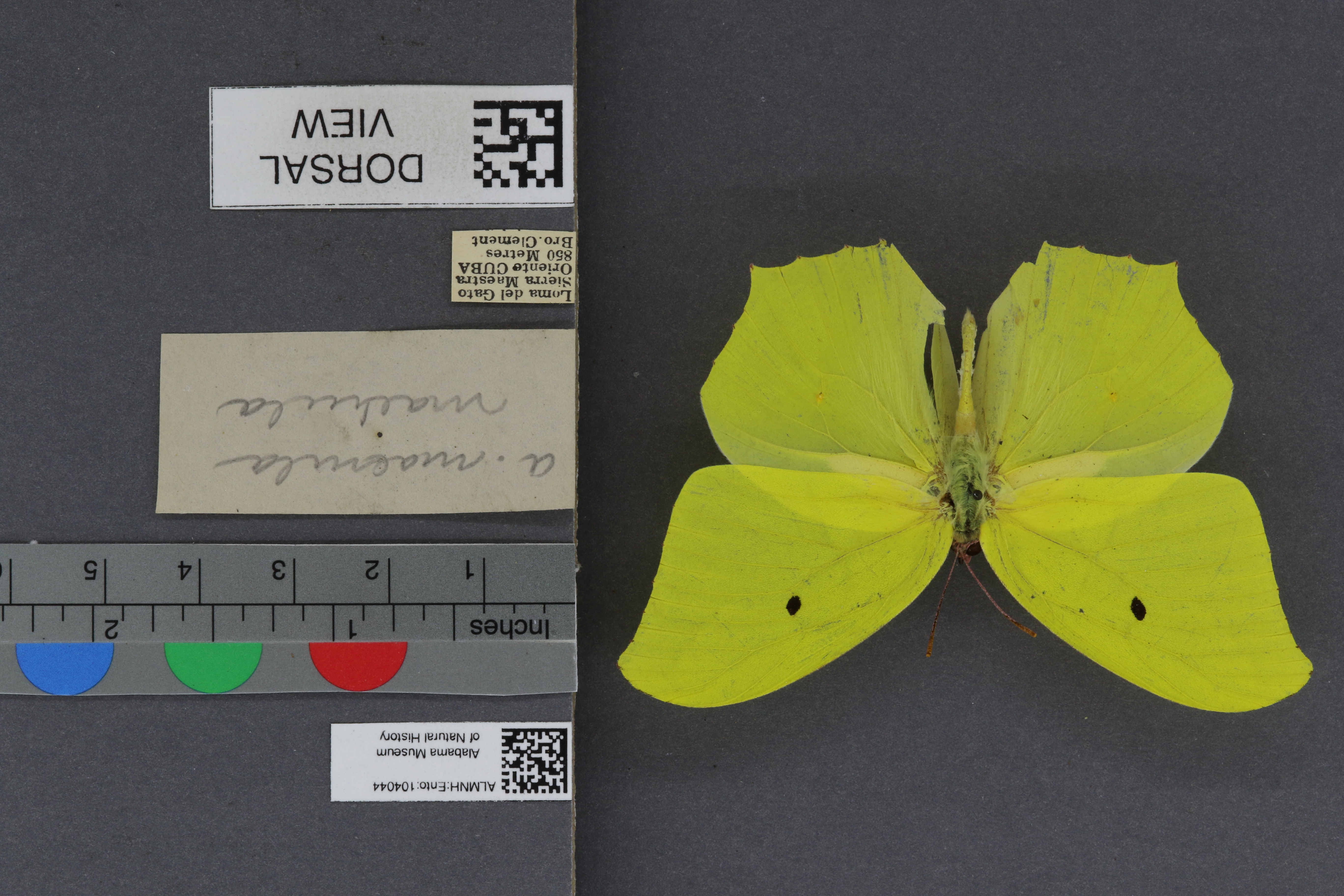 Anteos maerula maerula