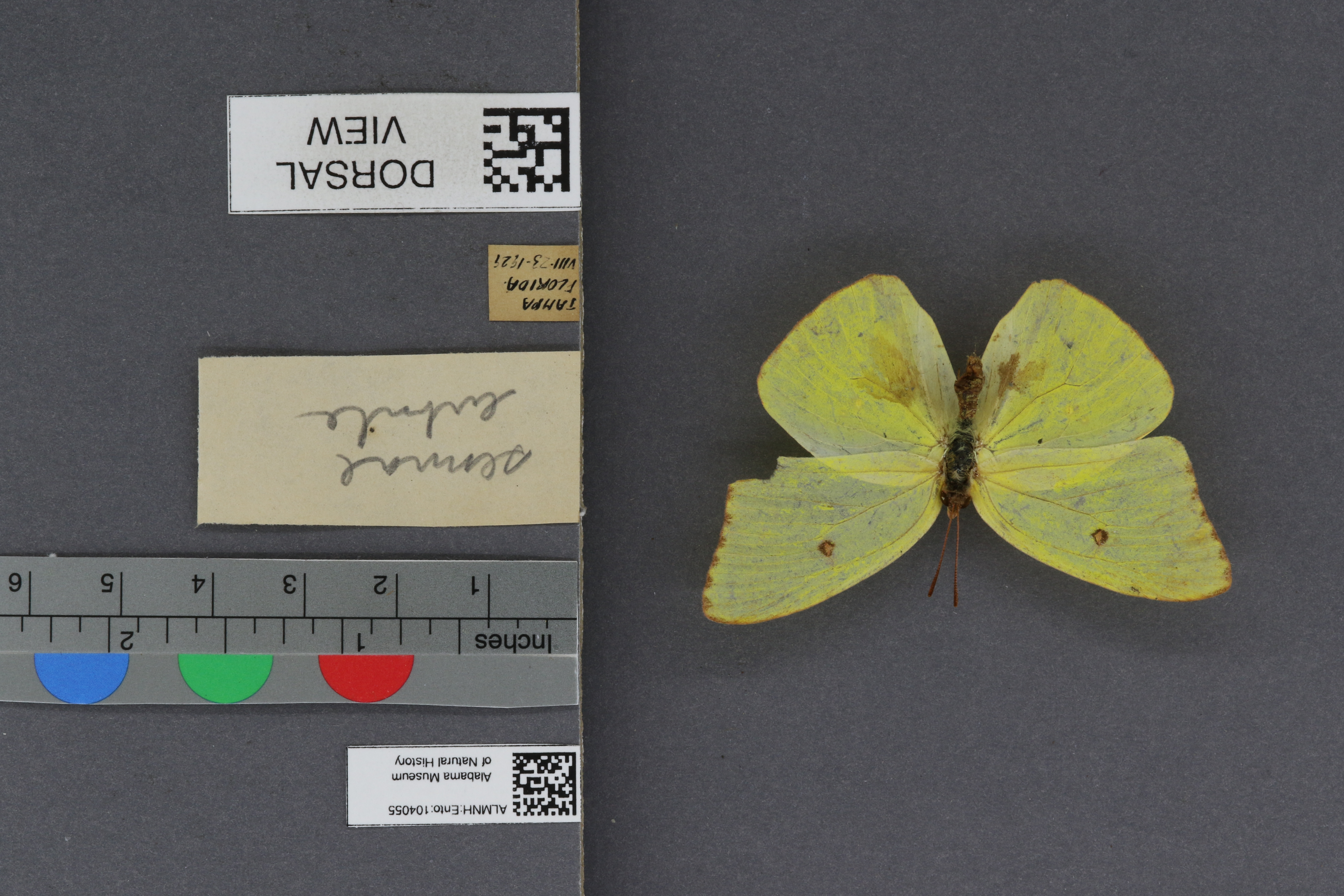 Phoebis sennae eubule