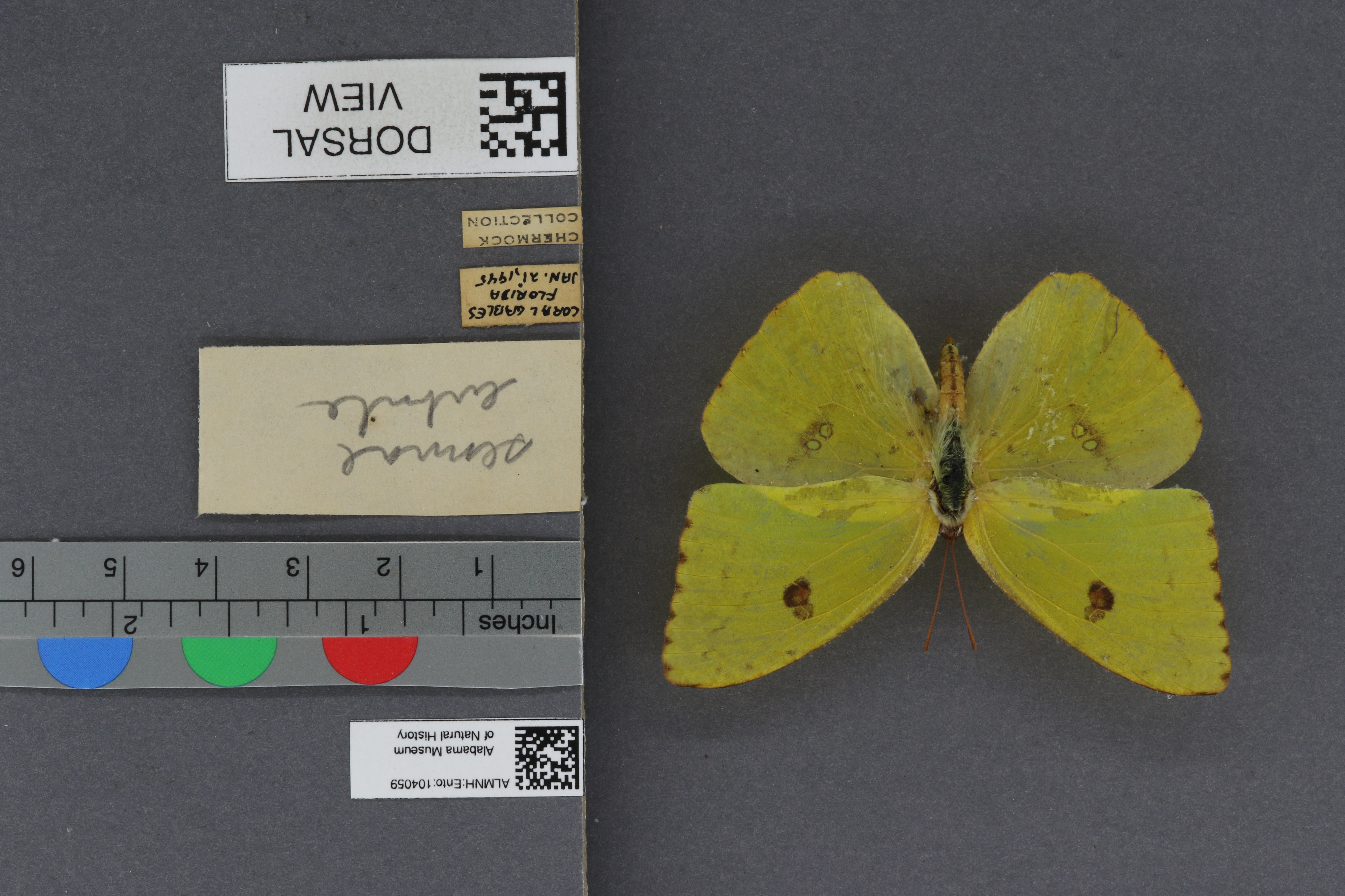 Specimen media