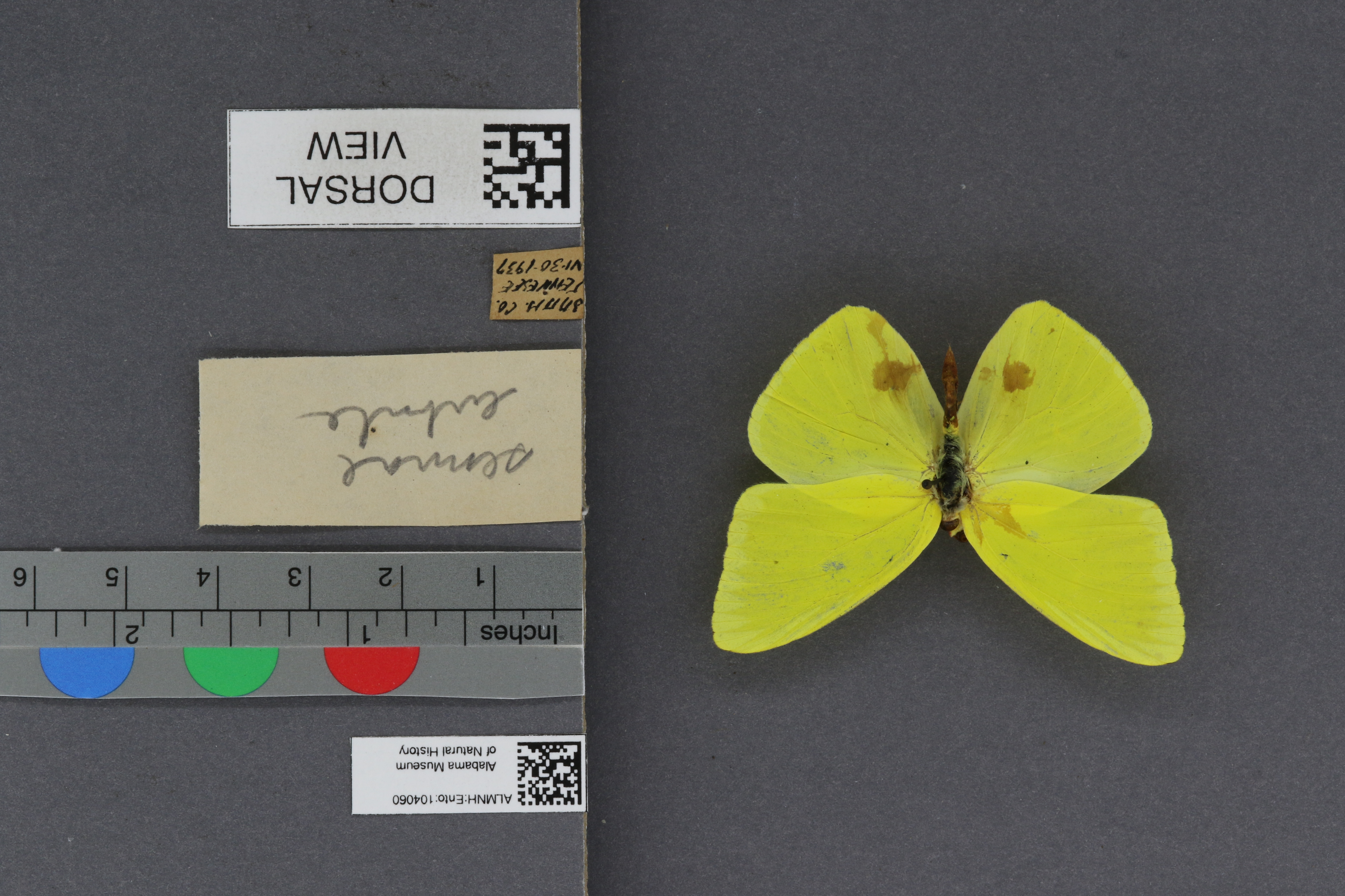 Phoebis sennae eubule