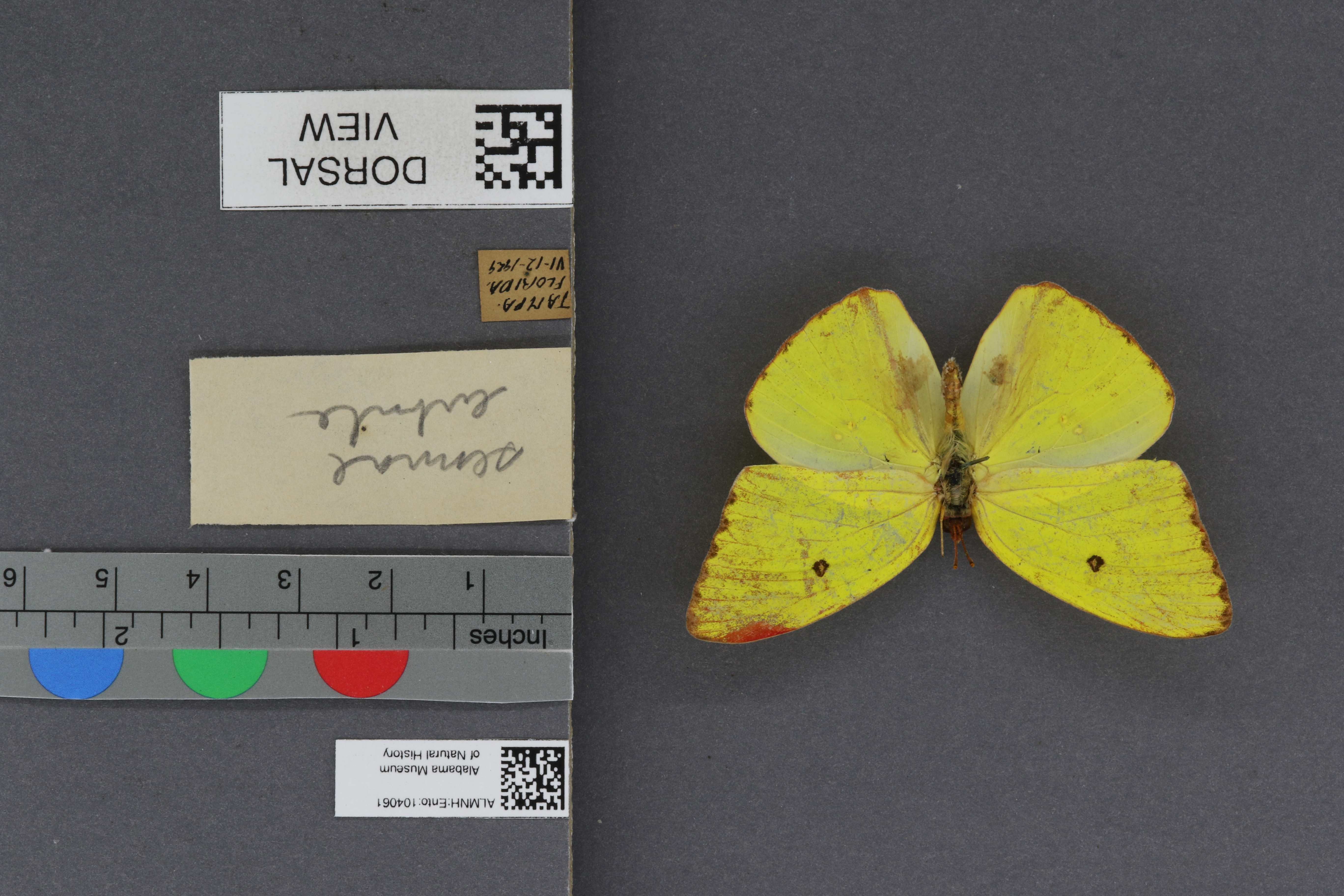 Phoebis sennae eubule