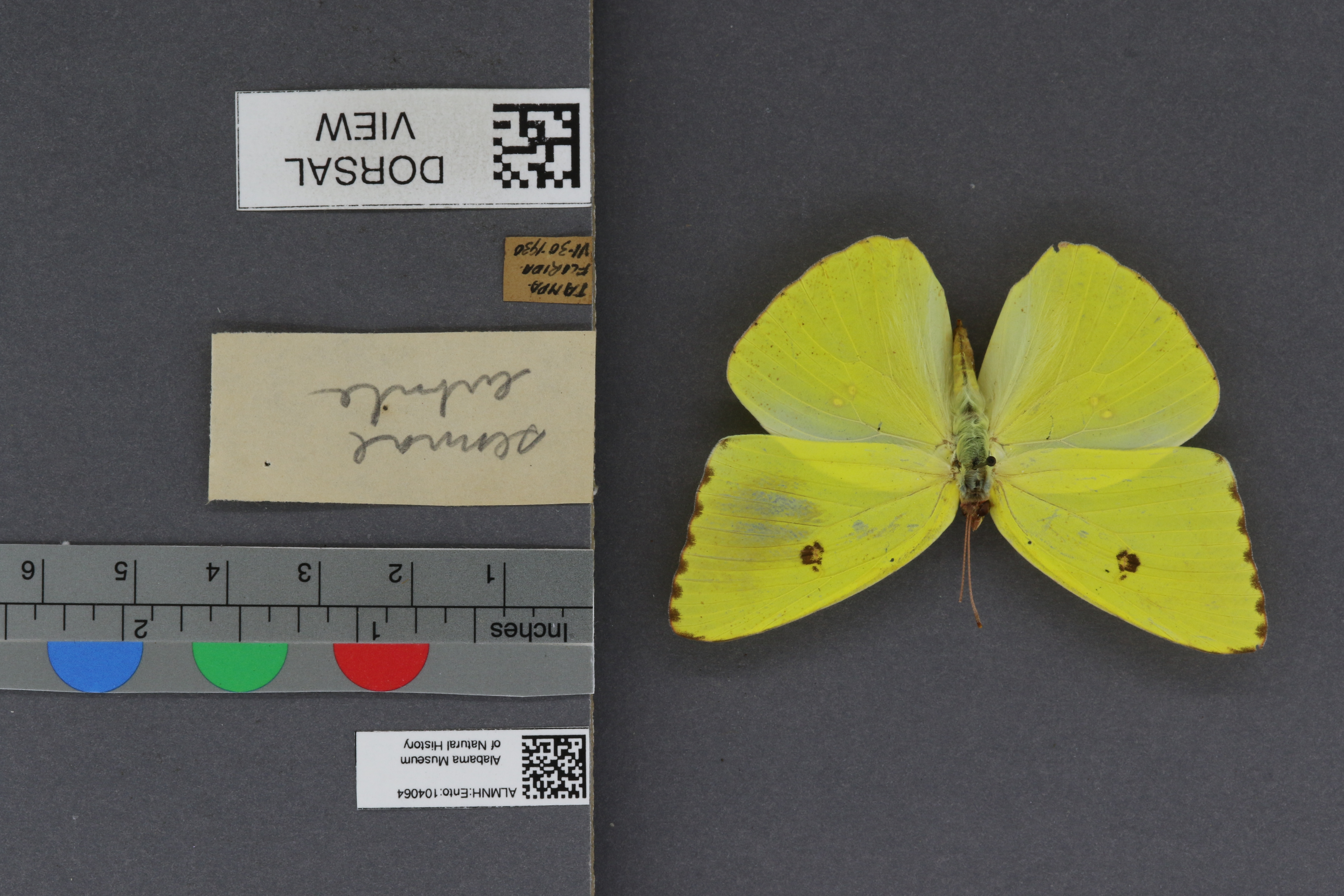 Phoebis sennae eubule