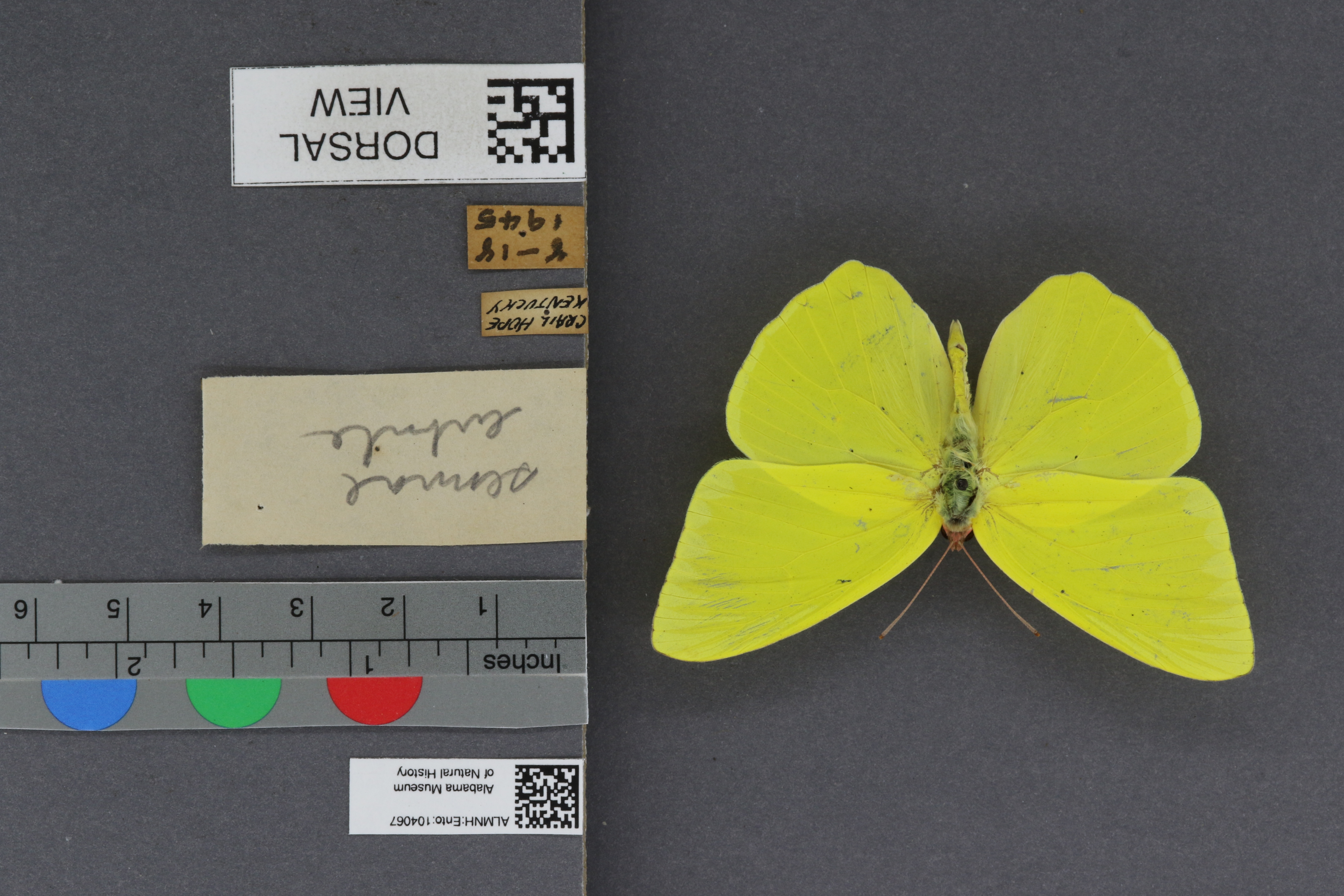 Phoebis sennae eubule