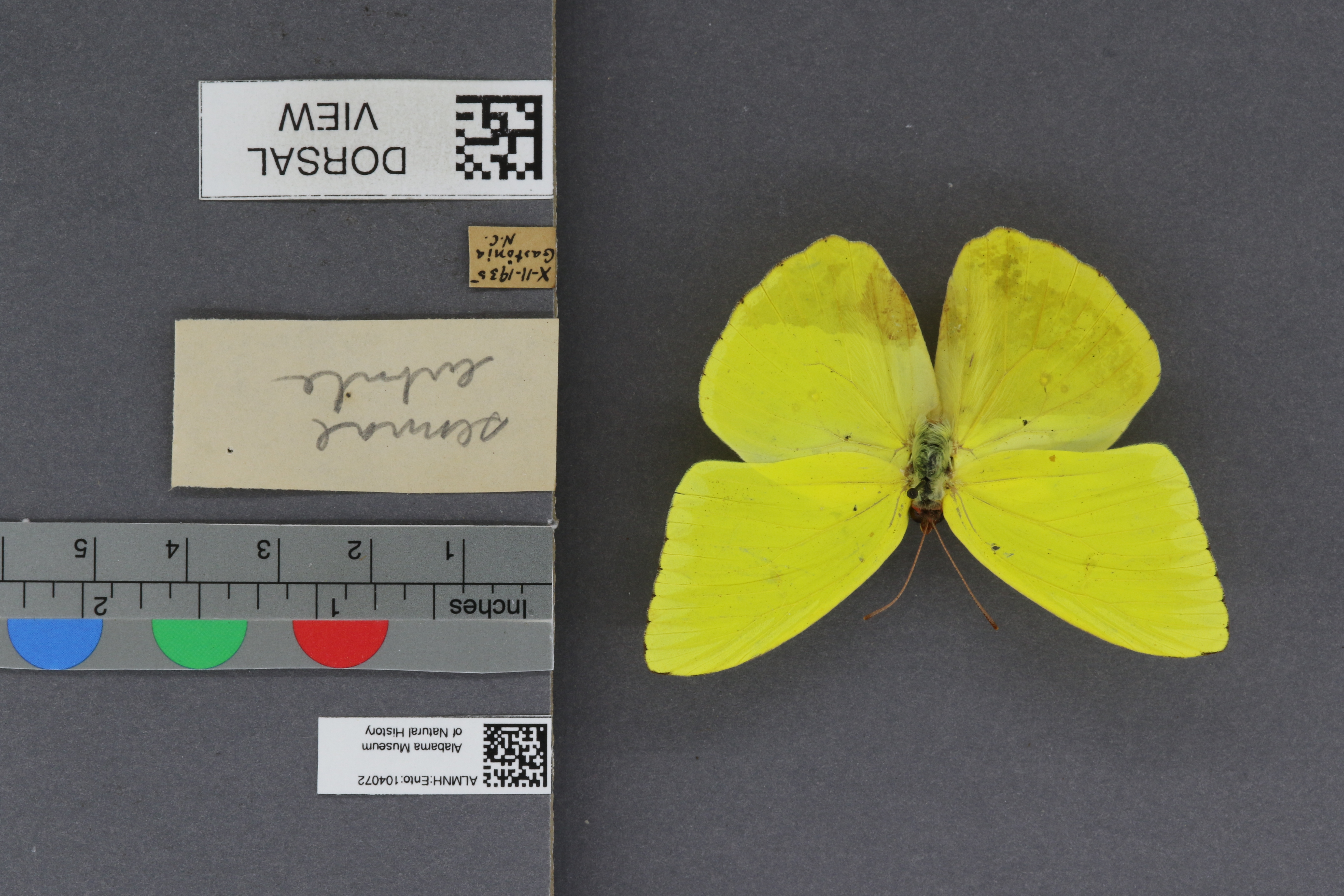 Phoebis sennae eubule