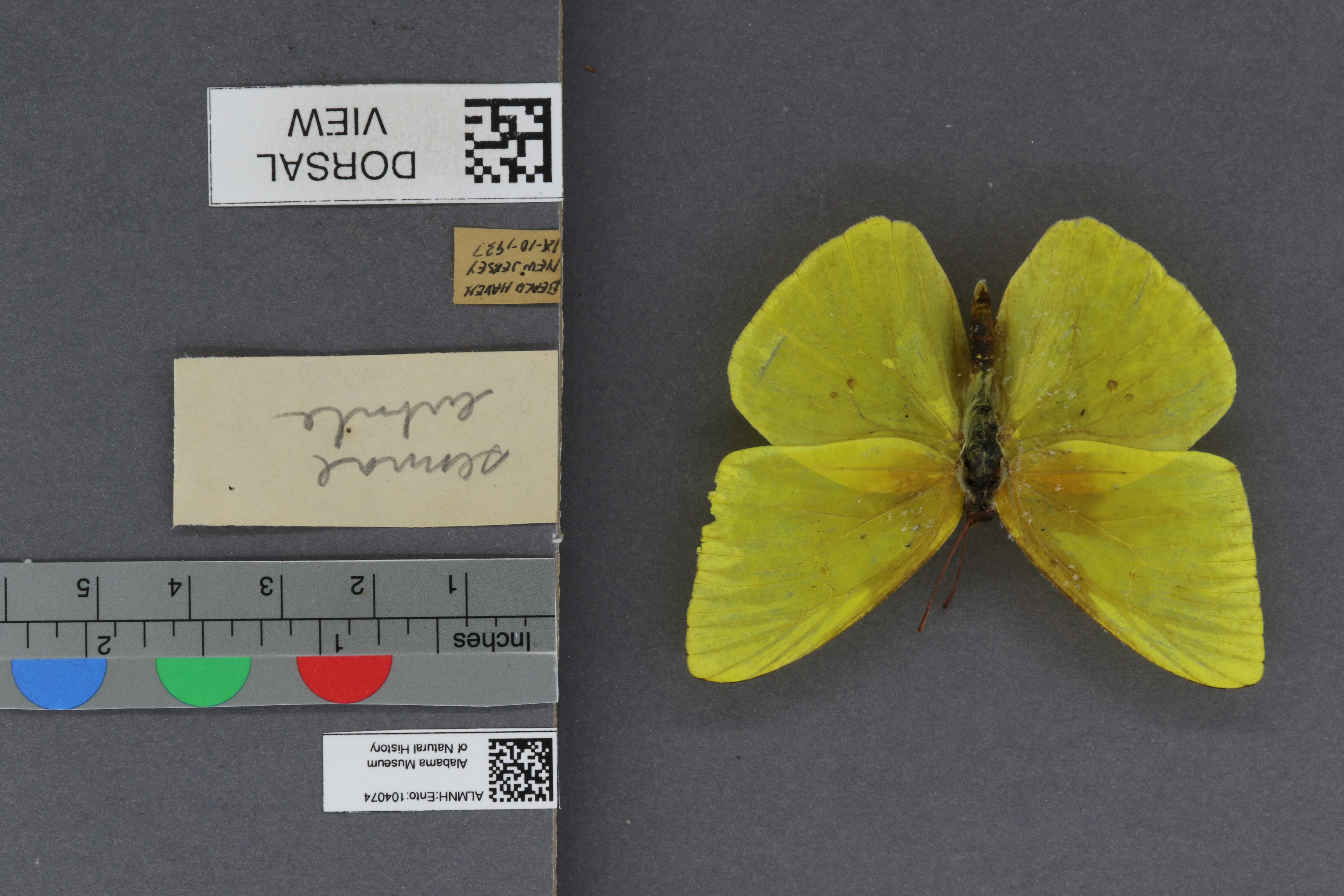Phoebis sennae eubule