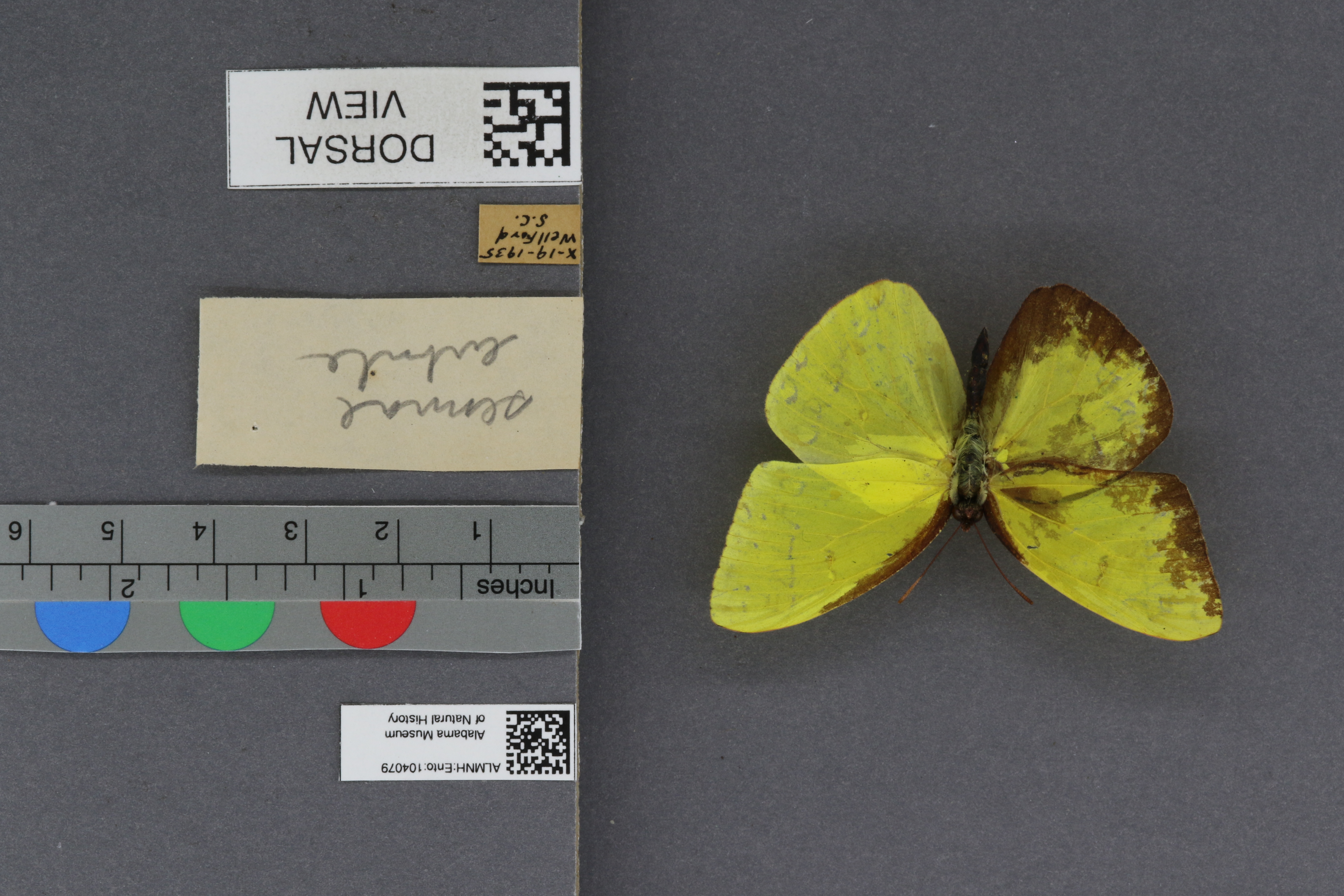 Phoebis sennae eubule