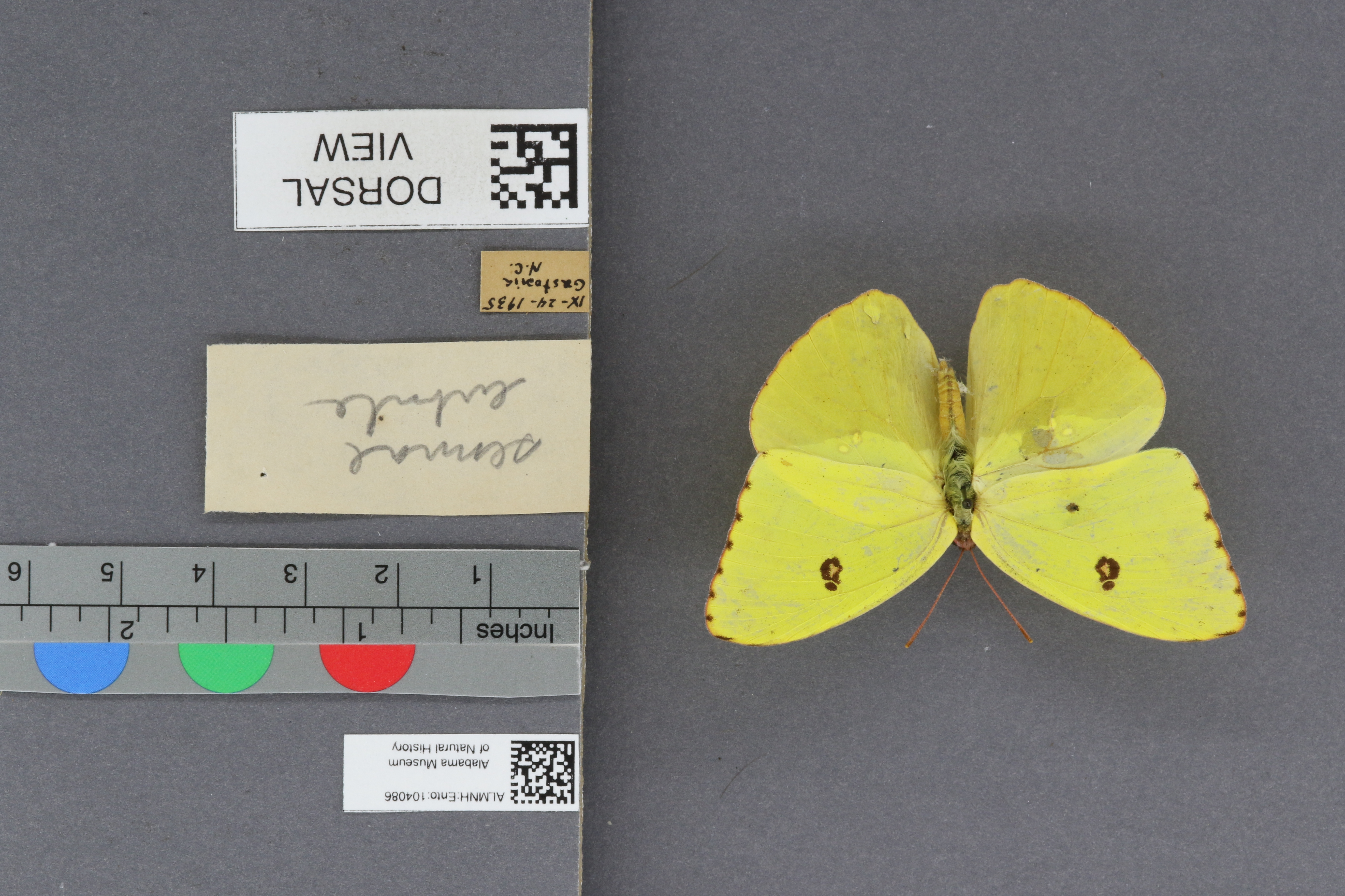 Phoebis sennae eubule