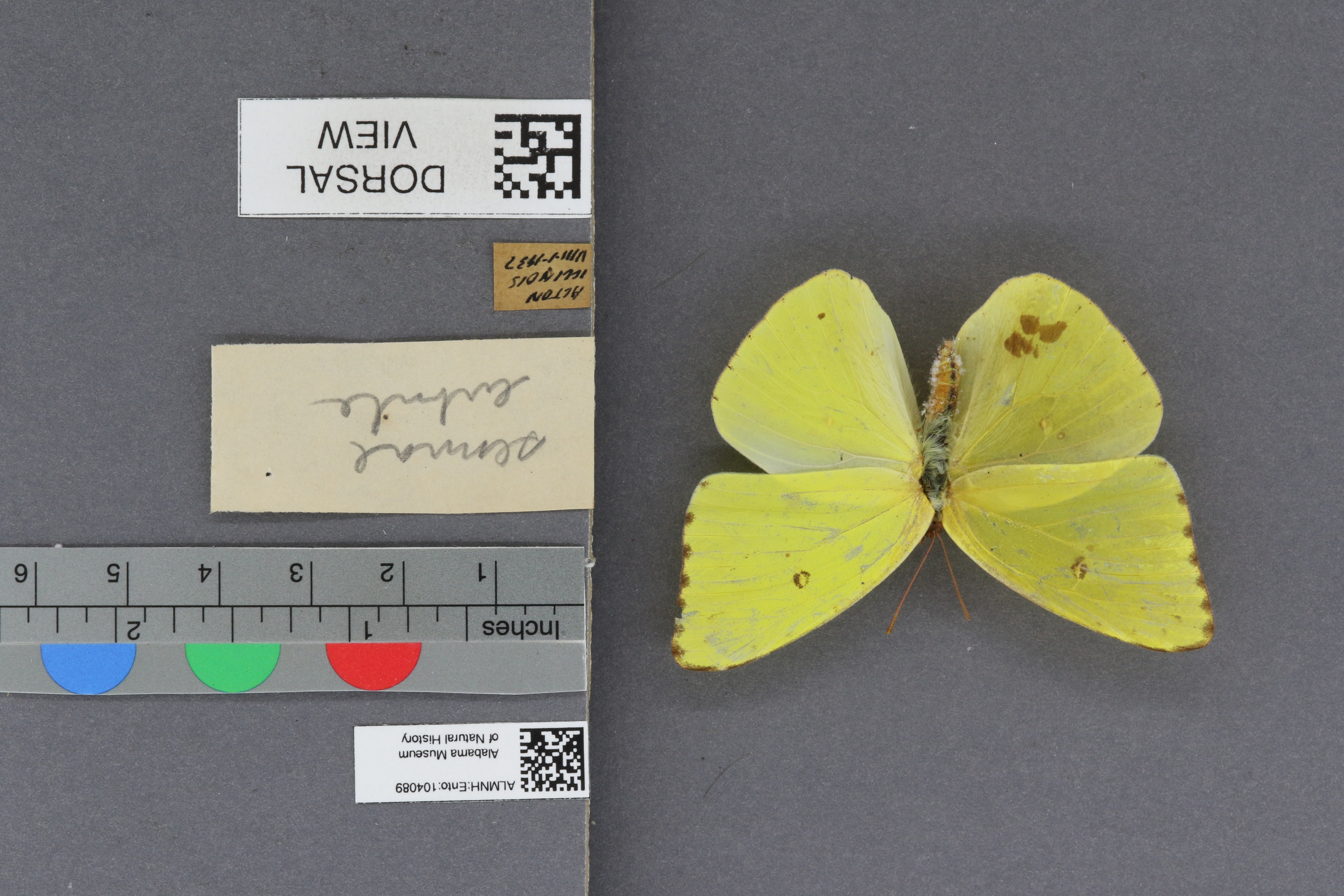Phoebis sennae eubule