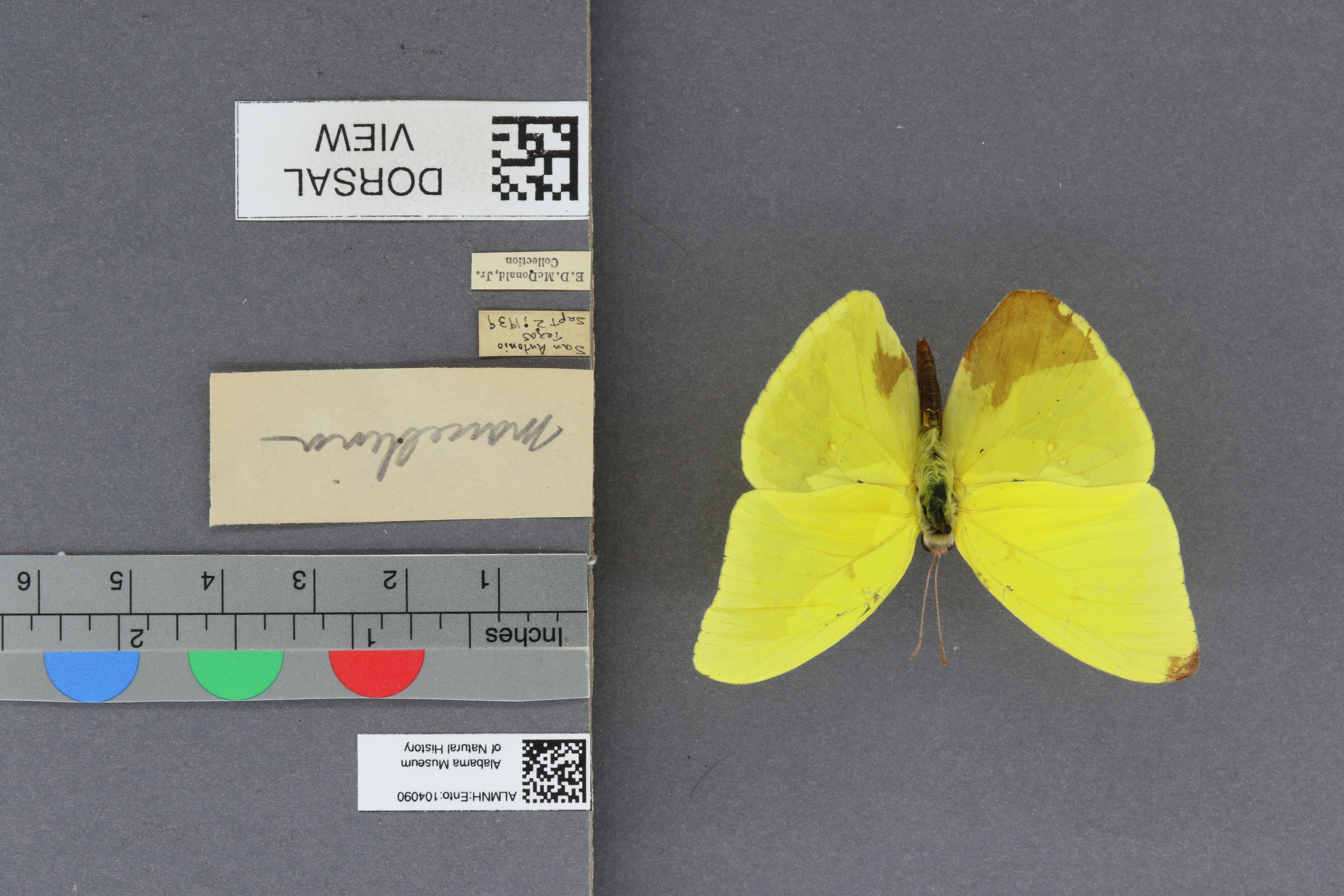 Phoebis sennae marcellina