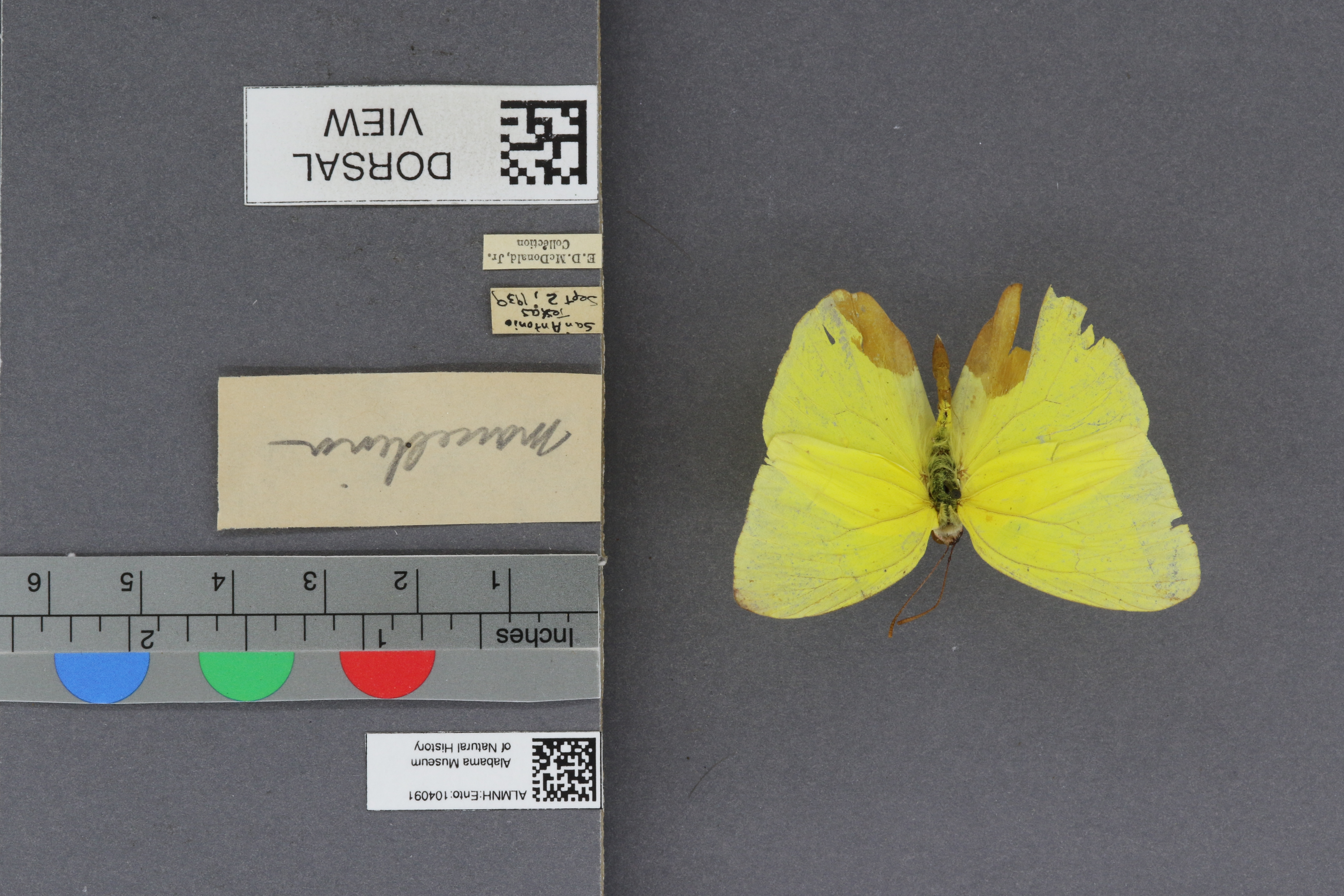 Phoebis sennae marcellina