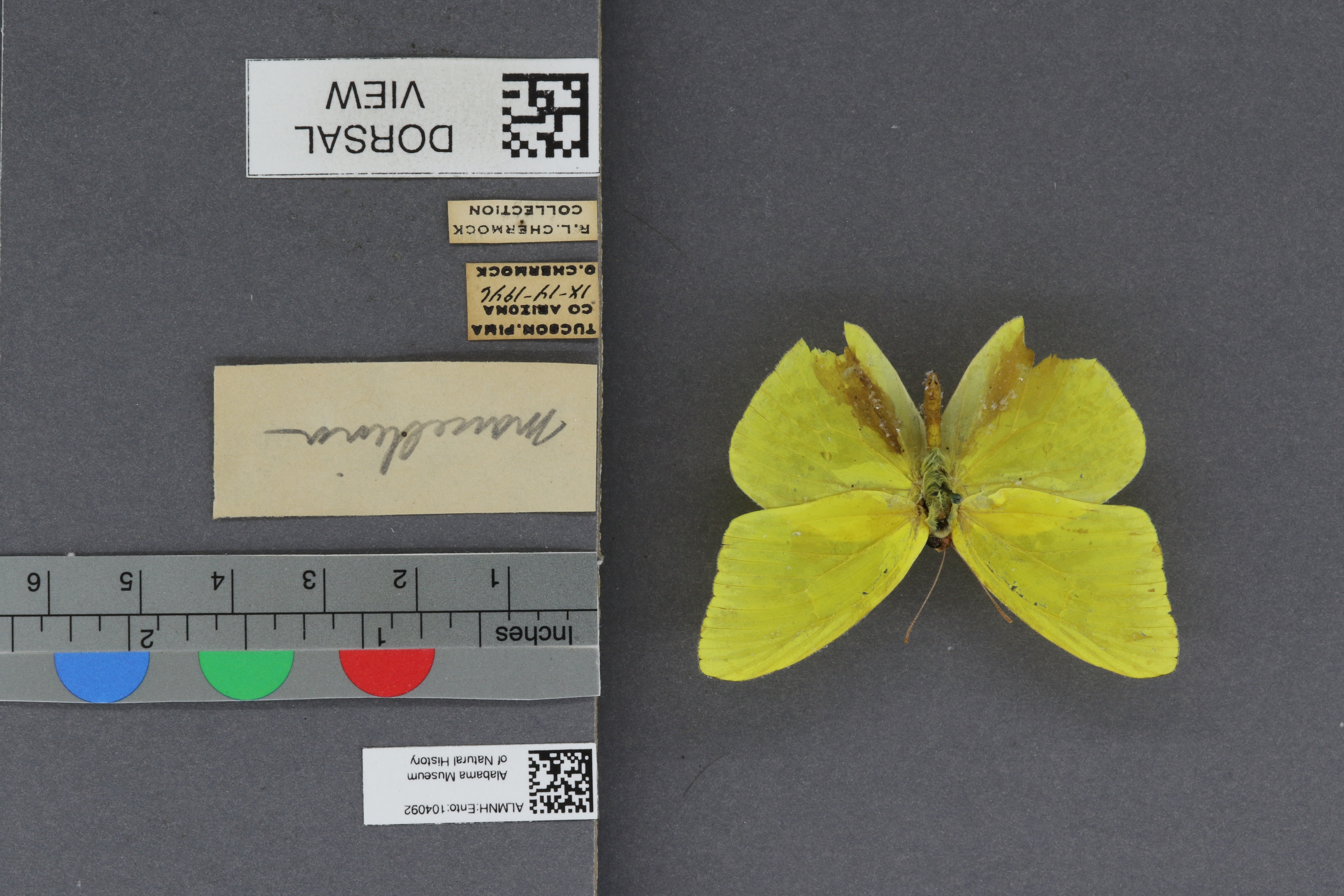 Phoebis sennae marcellina