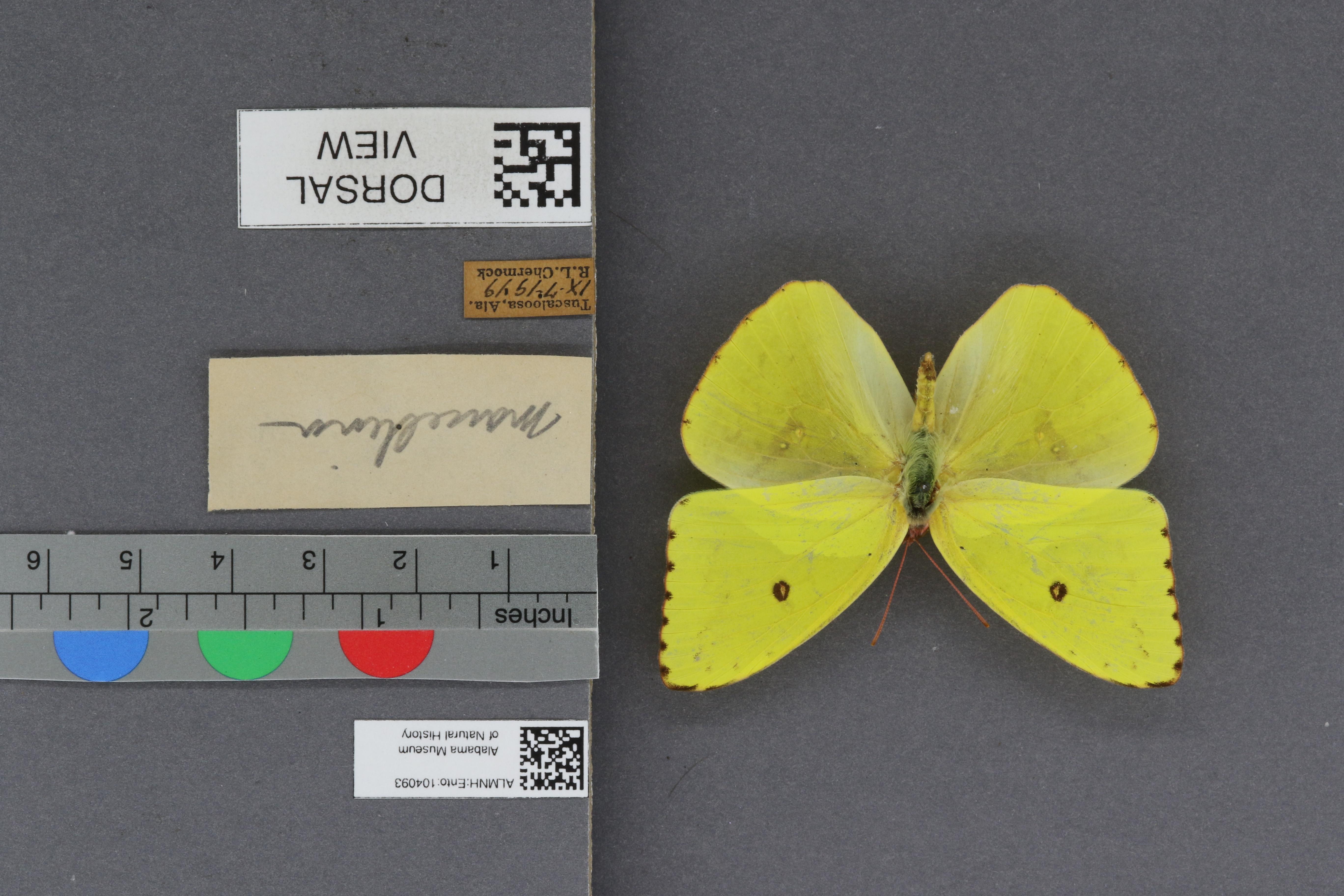 Phoebis sennae marcellina