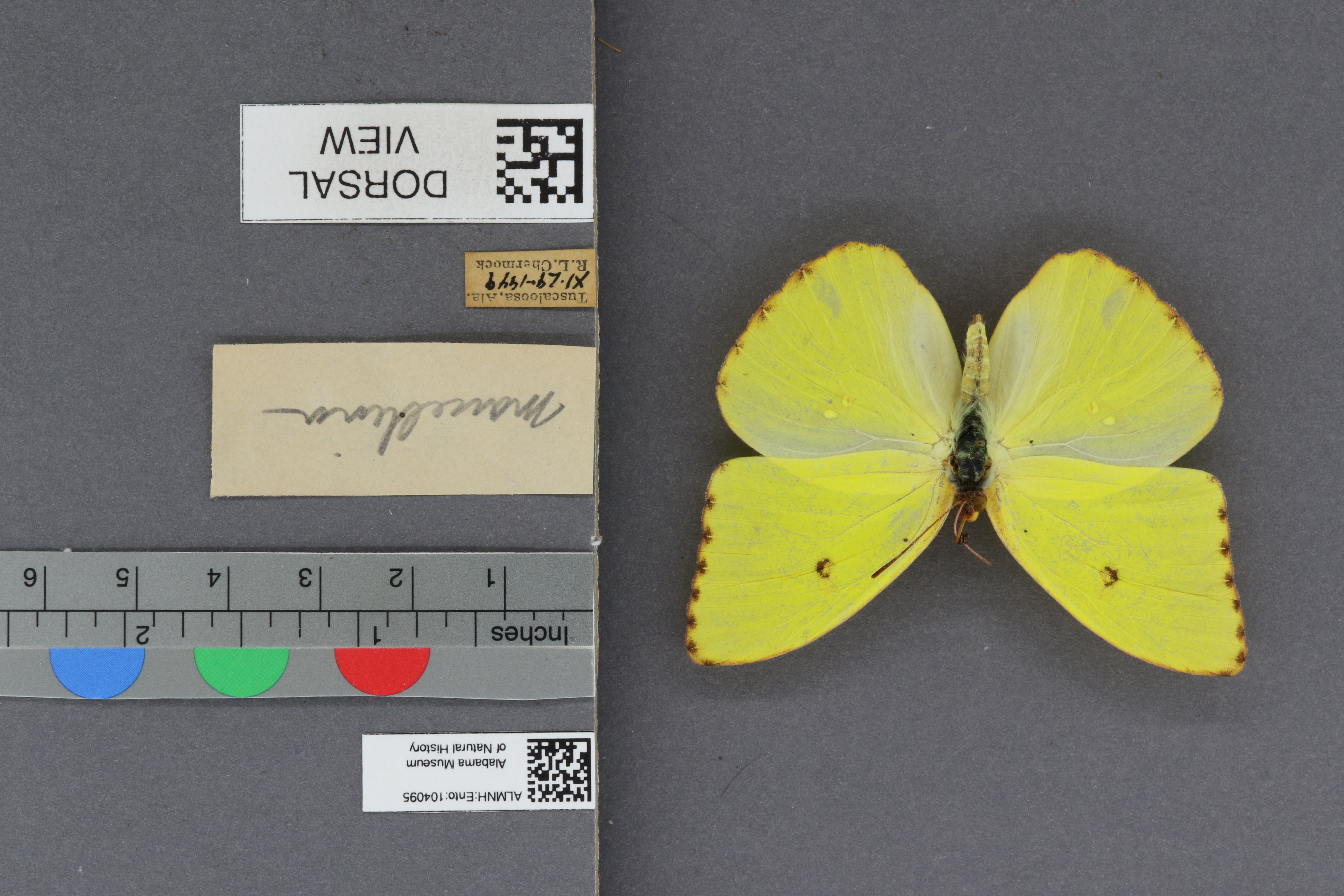 Phoebis sennae marcellina