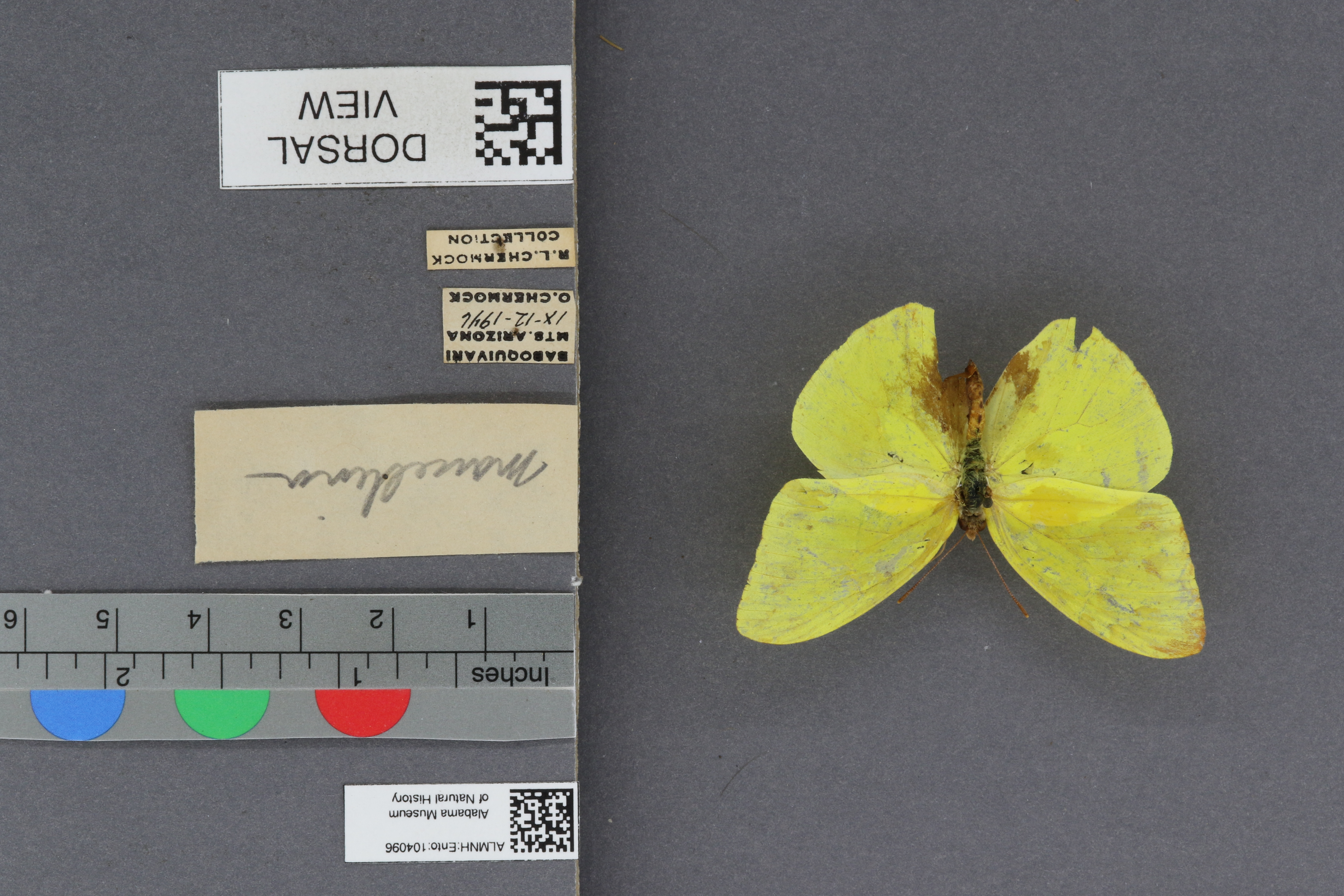 Phoebis sennae marcellina