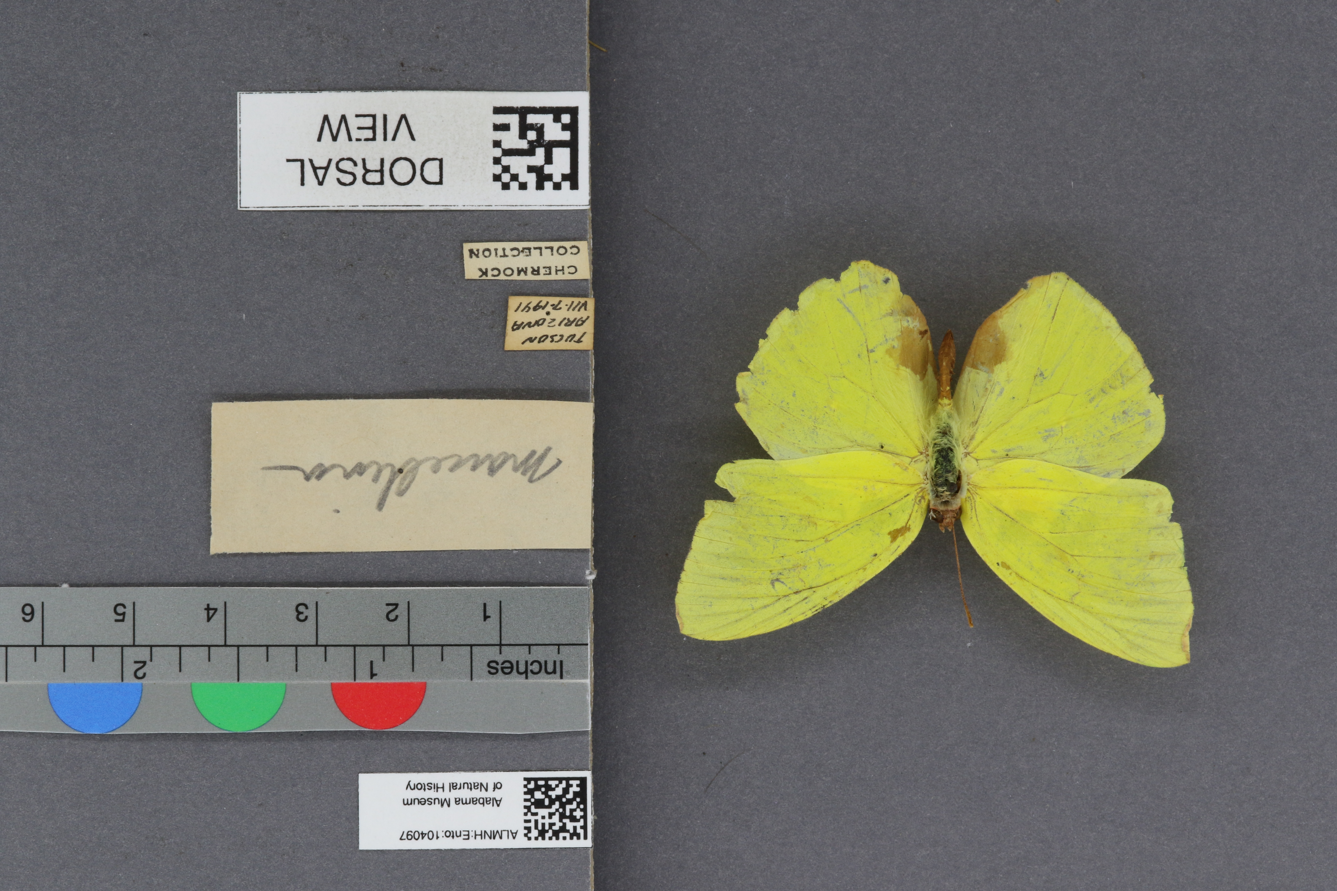 Phoebis sennae marcellina