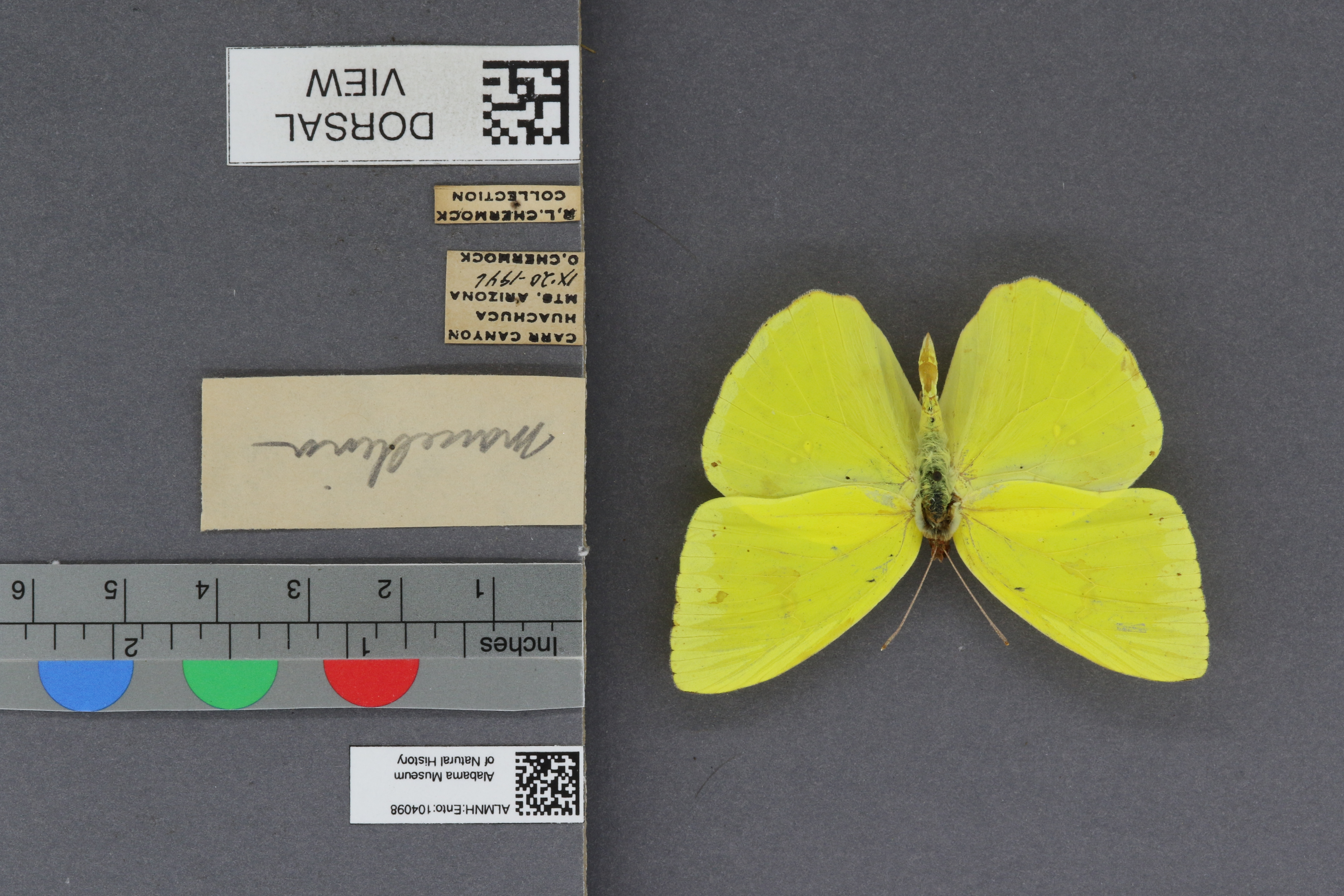 Phoebis sennae marcellina