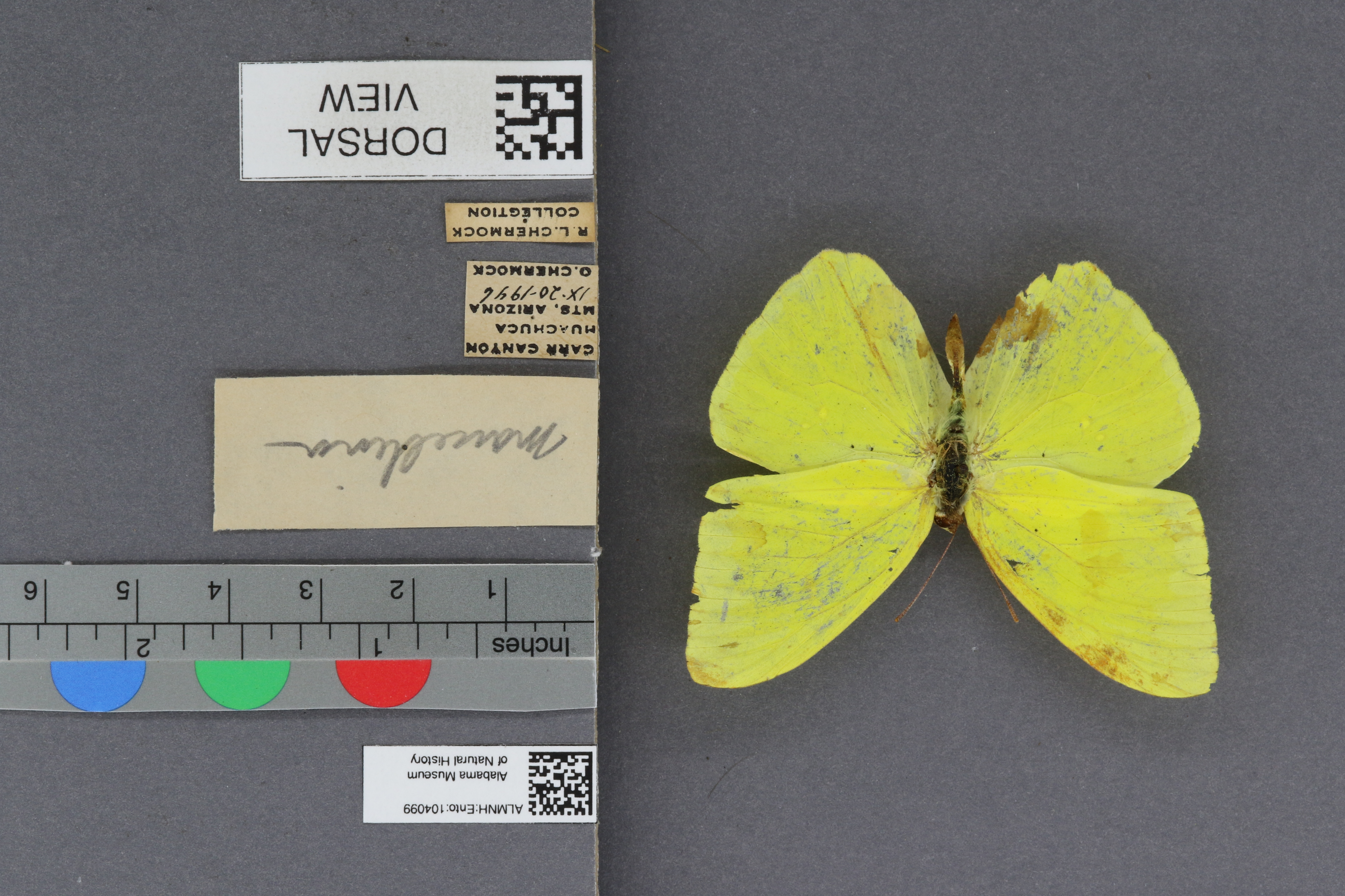 Phoebis sennae marcellina