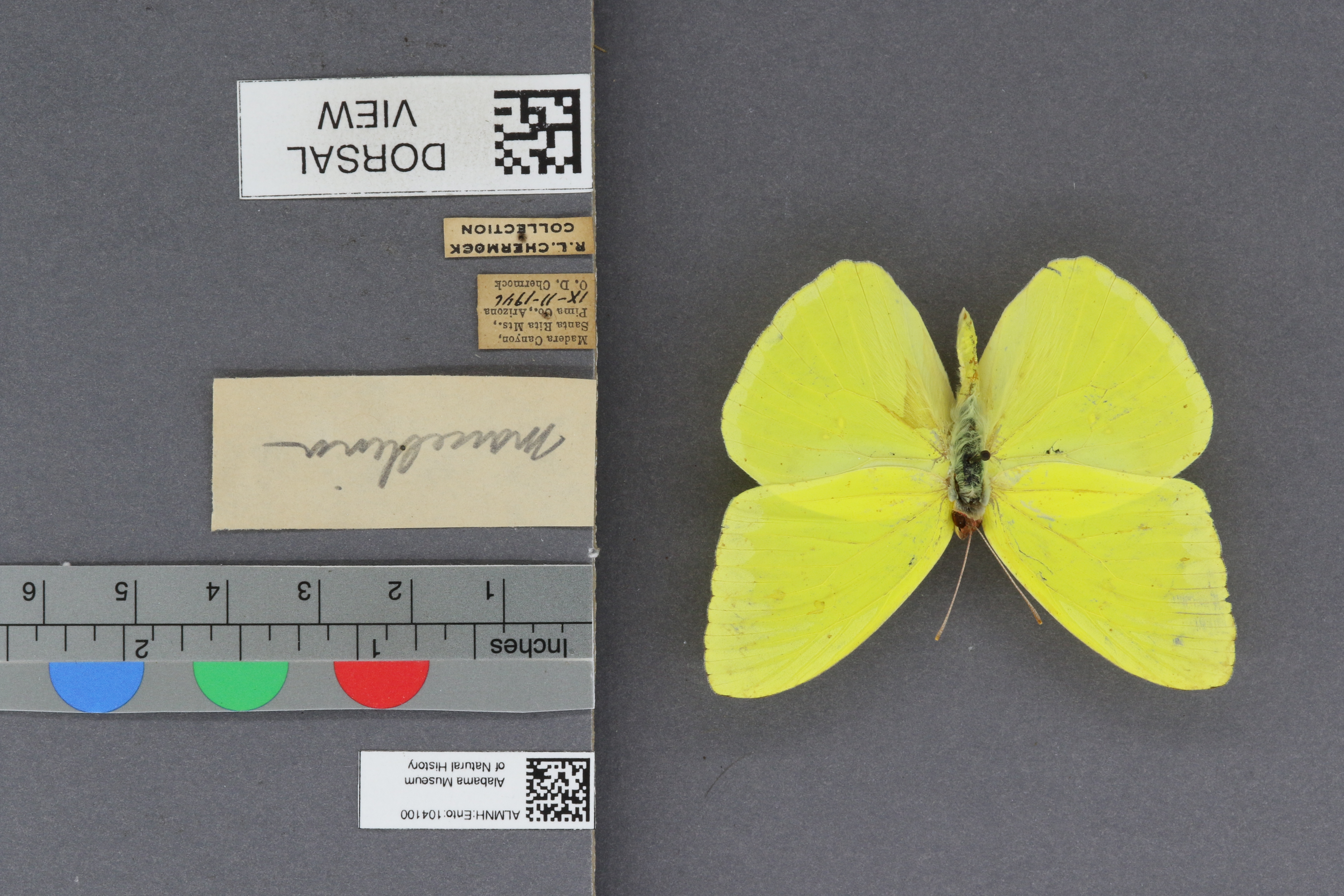 Phoebis sennae marcellina