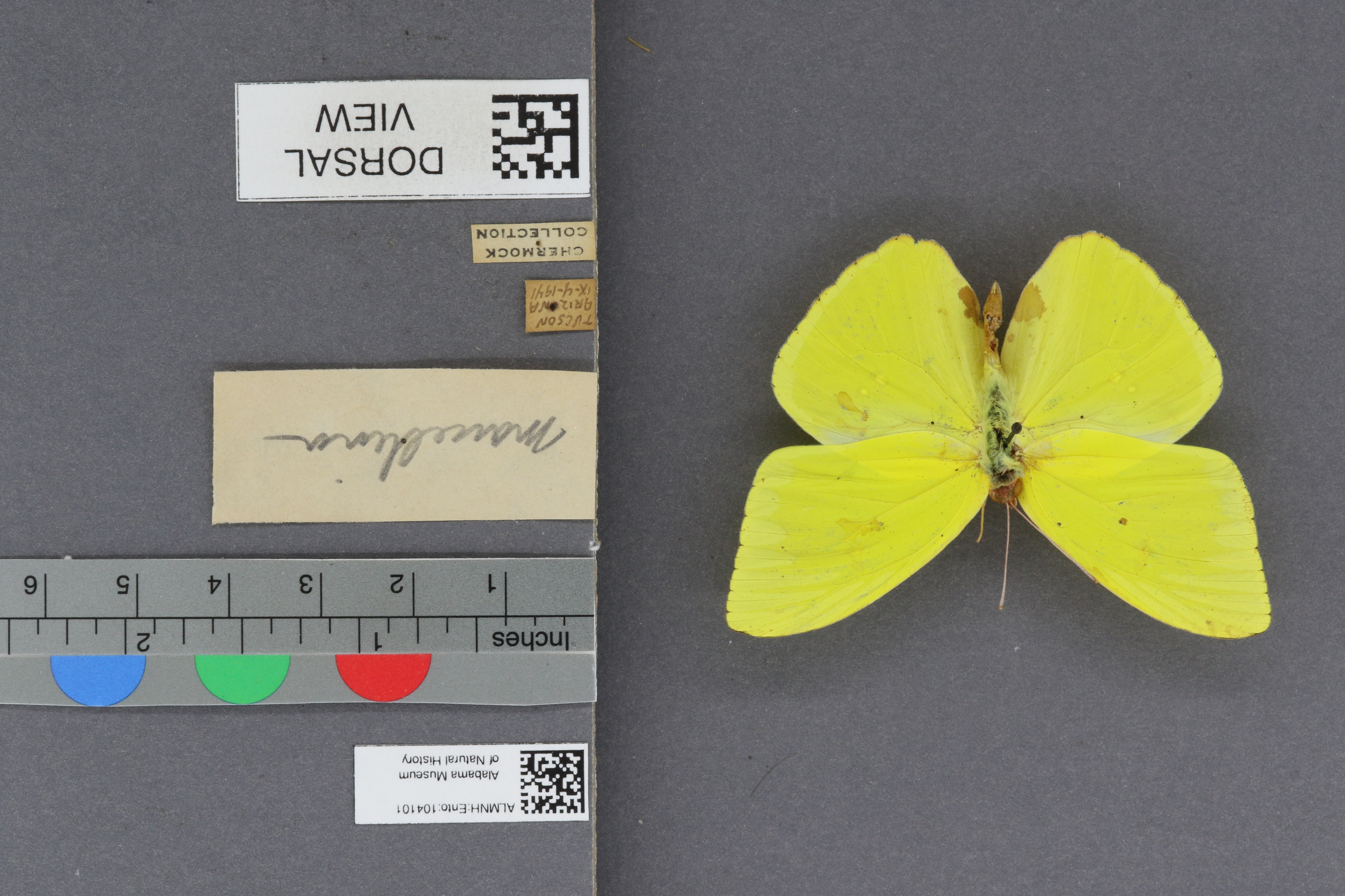 Phoebis sennae marcellina