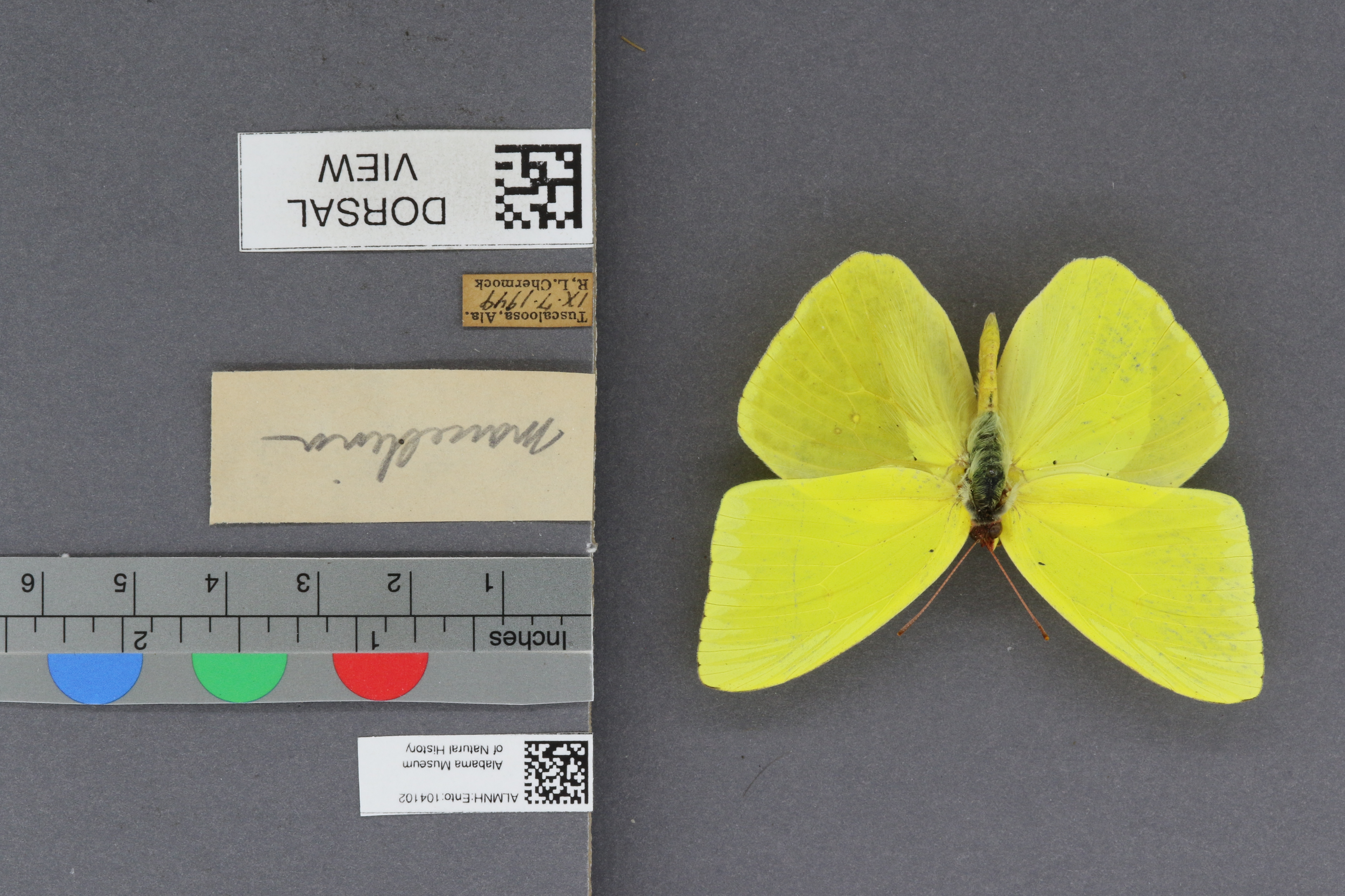 Phoebis sennae marcellina