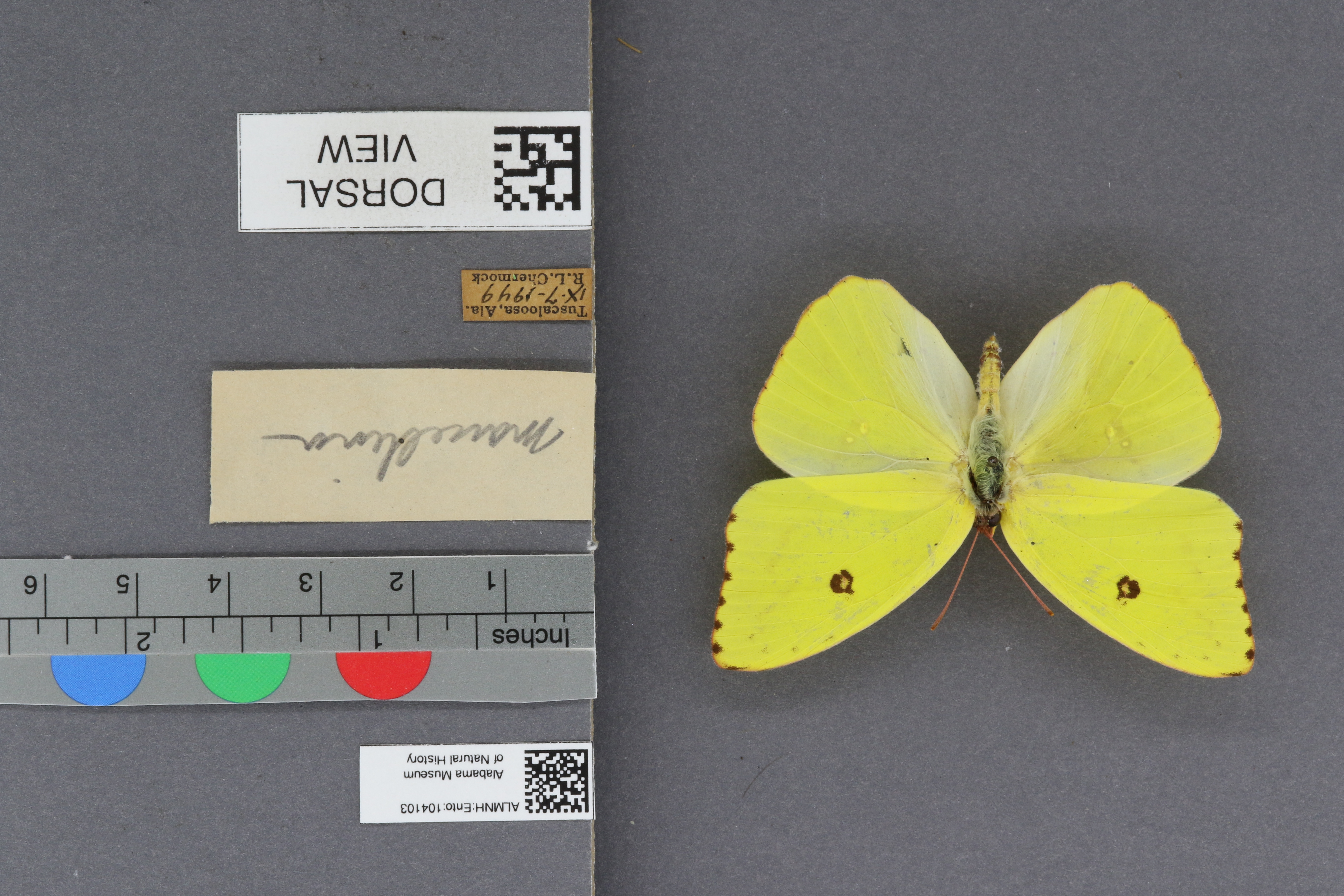 Phoebis sennae marcellina