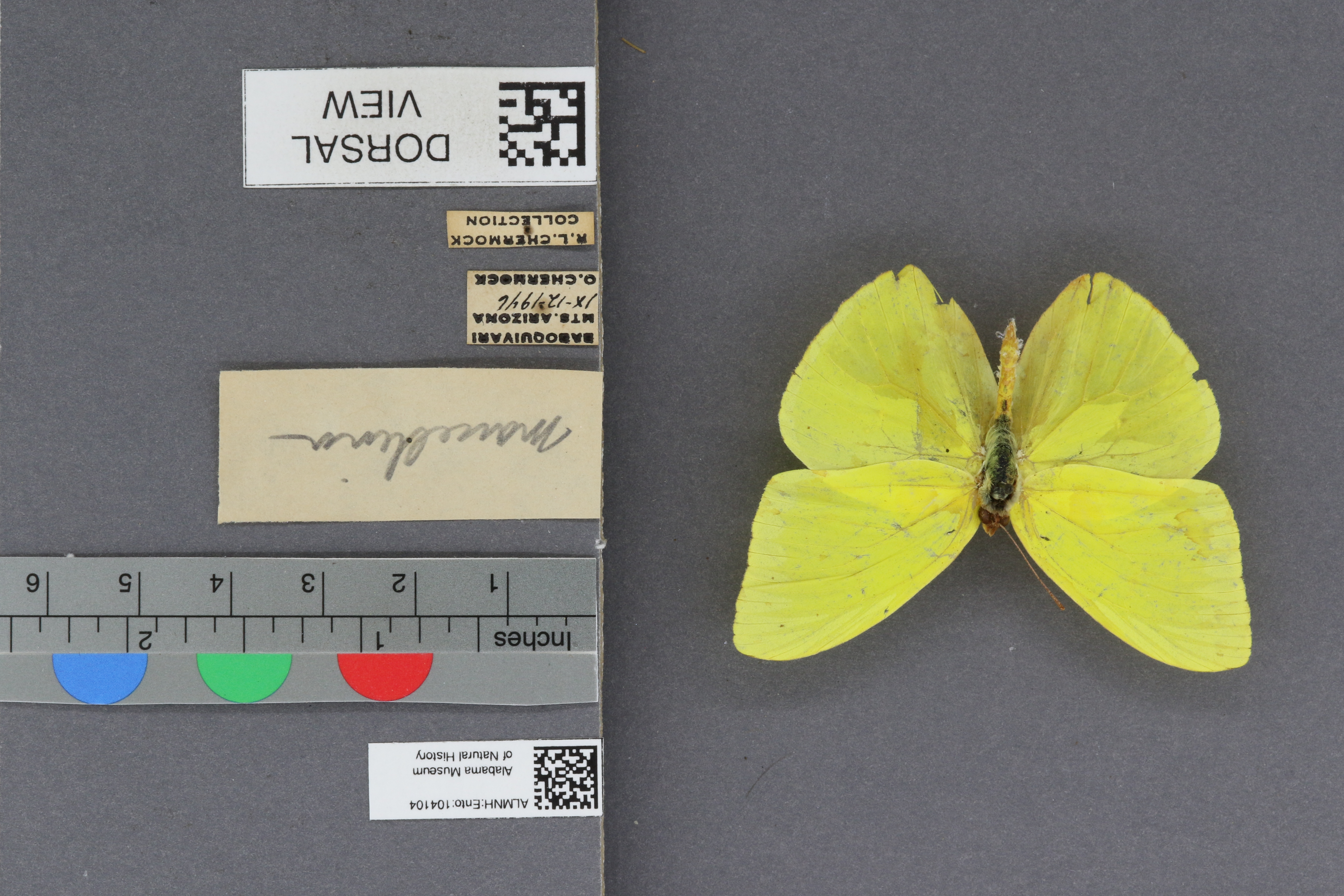 Phoebis sennae marcellina