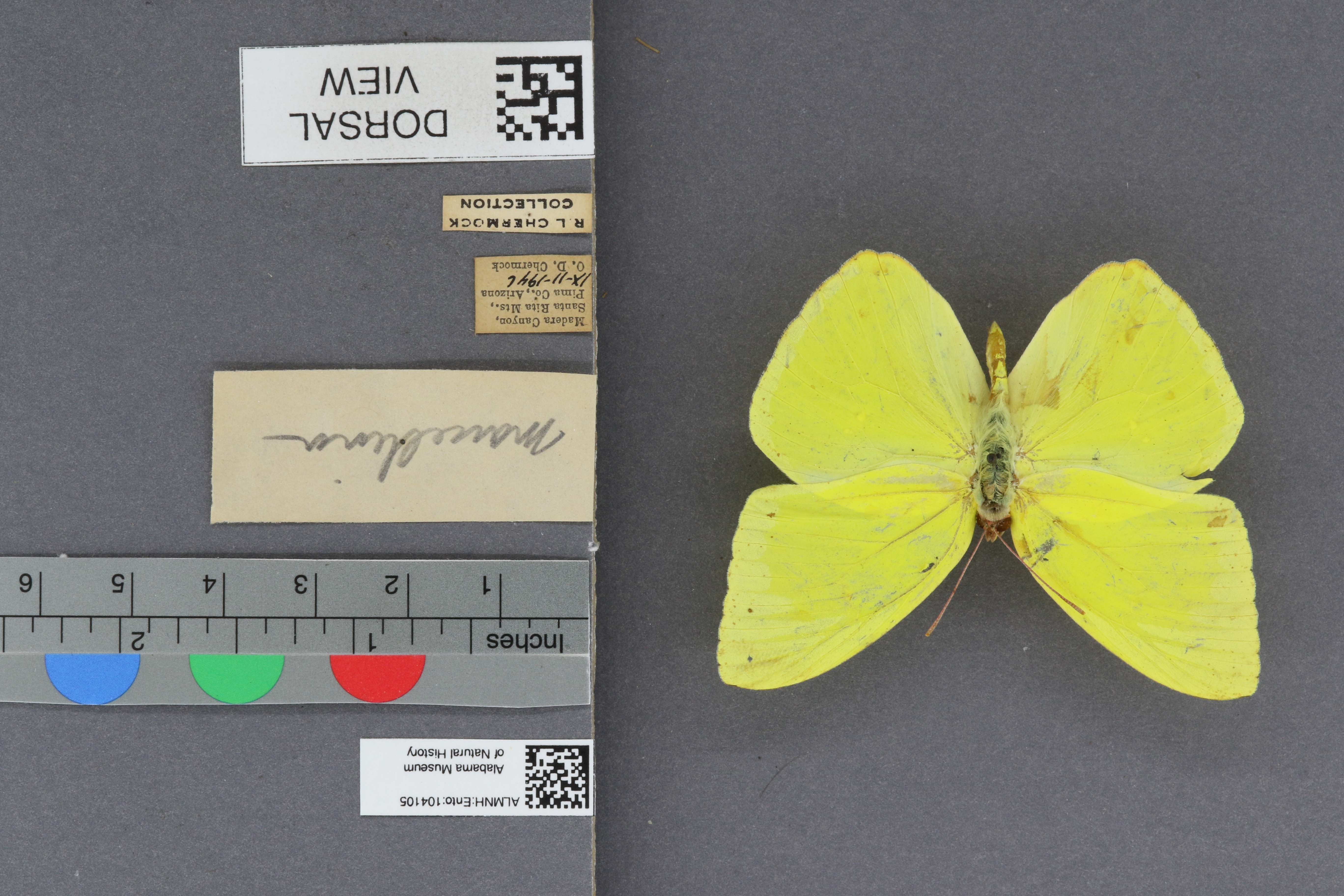 Phoebis sennae marcellina