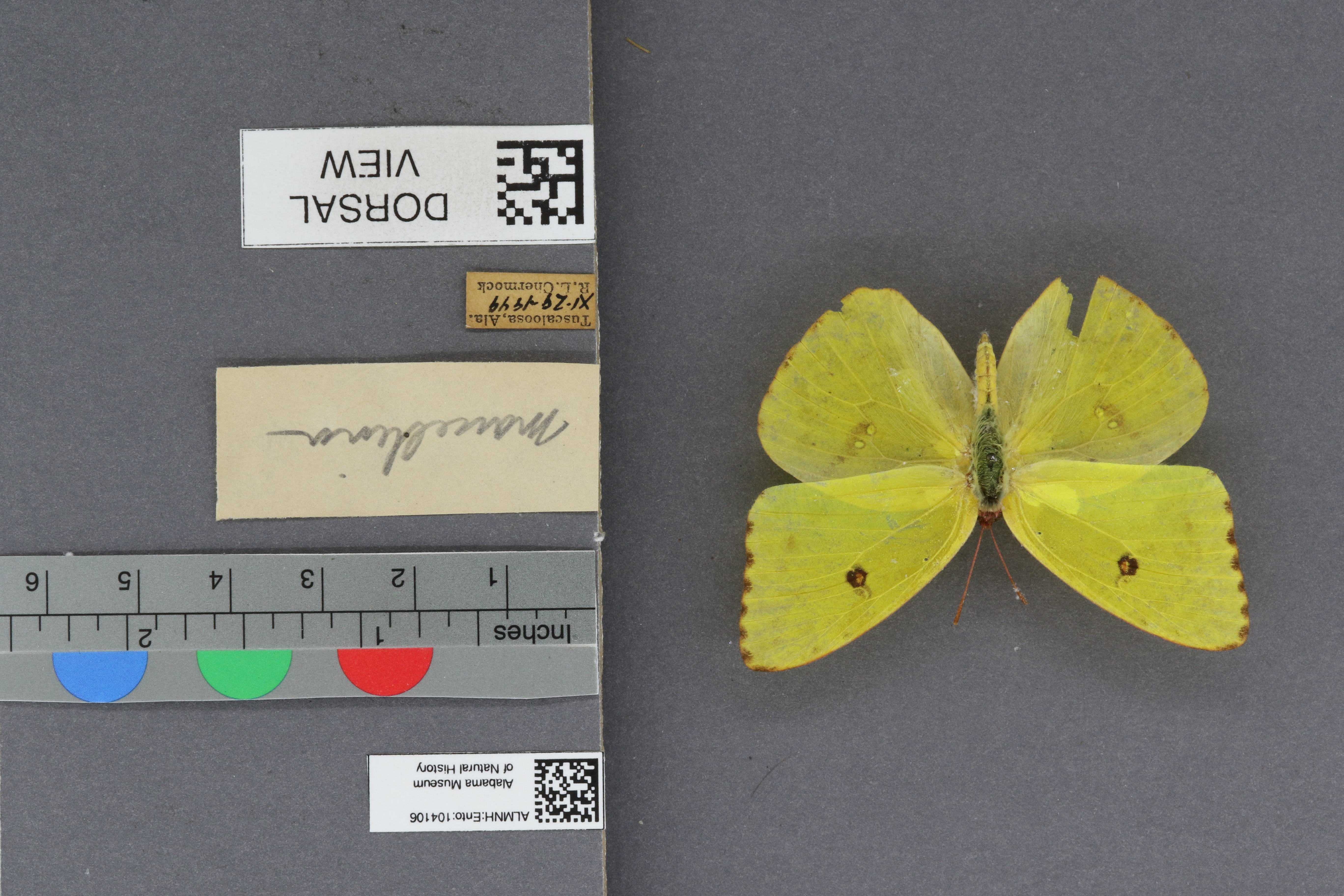 Phoebis sennae marcellina