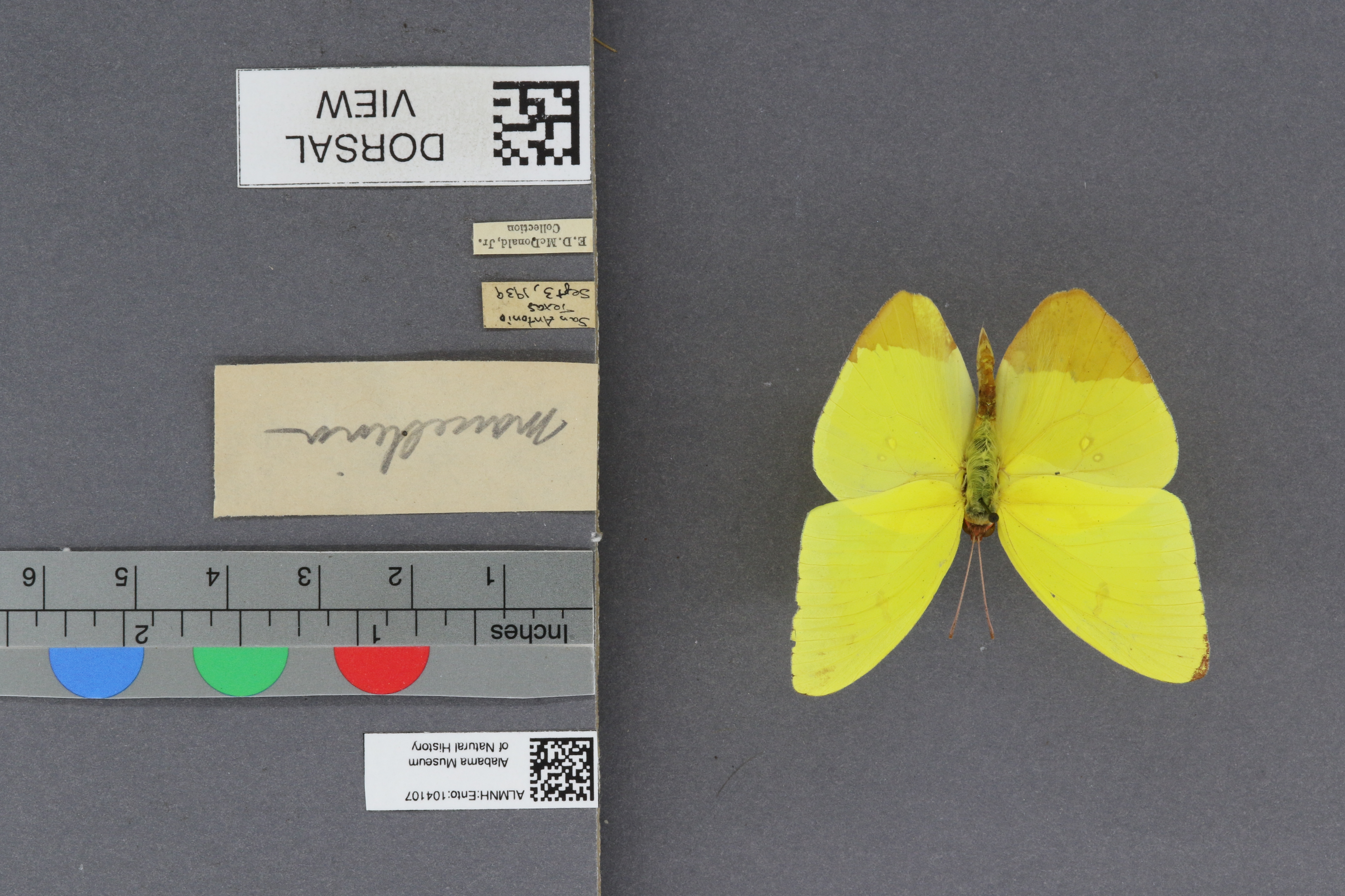 Phoebis sennae marcellina