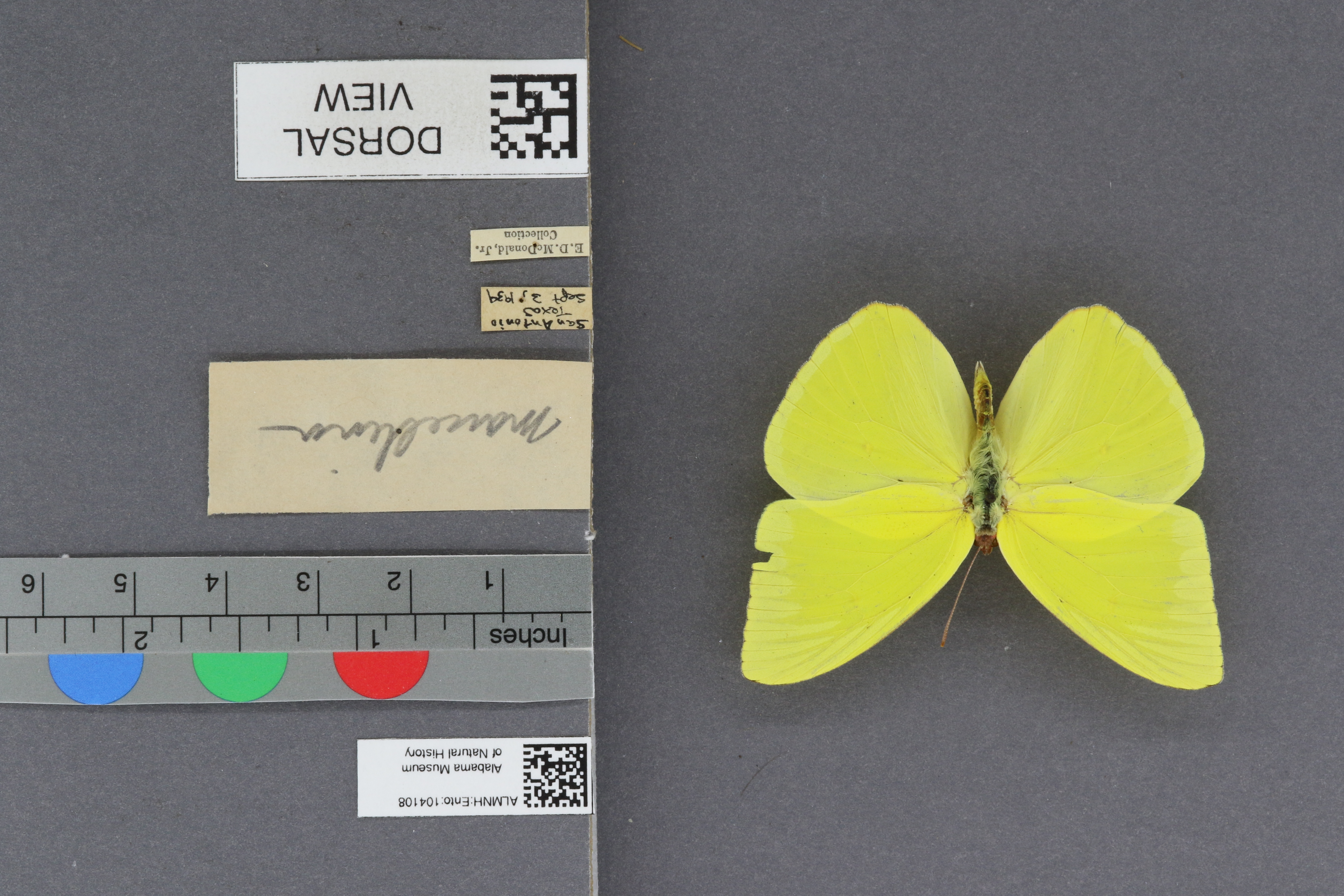 Phoebis sennae marcellina