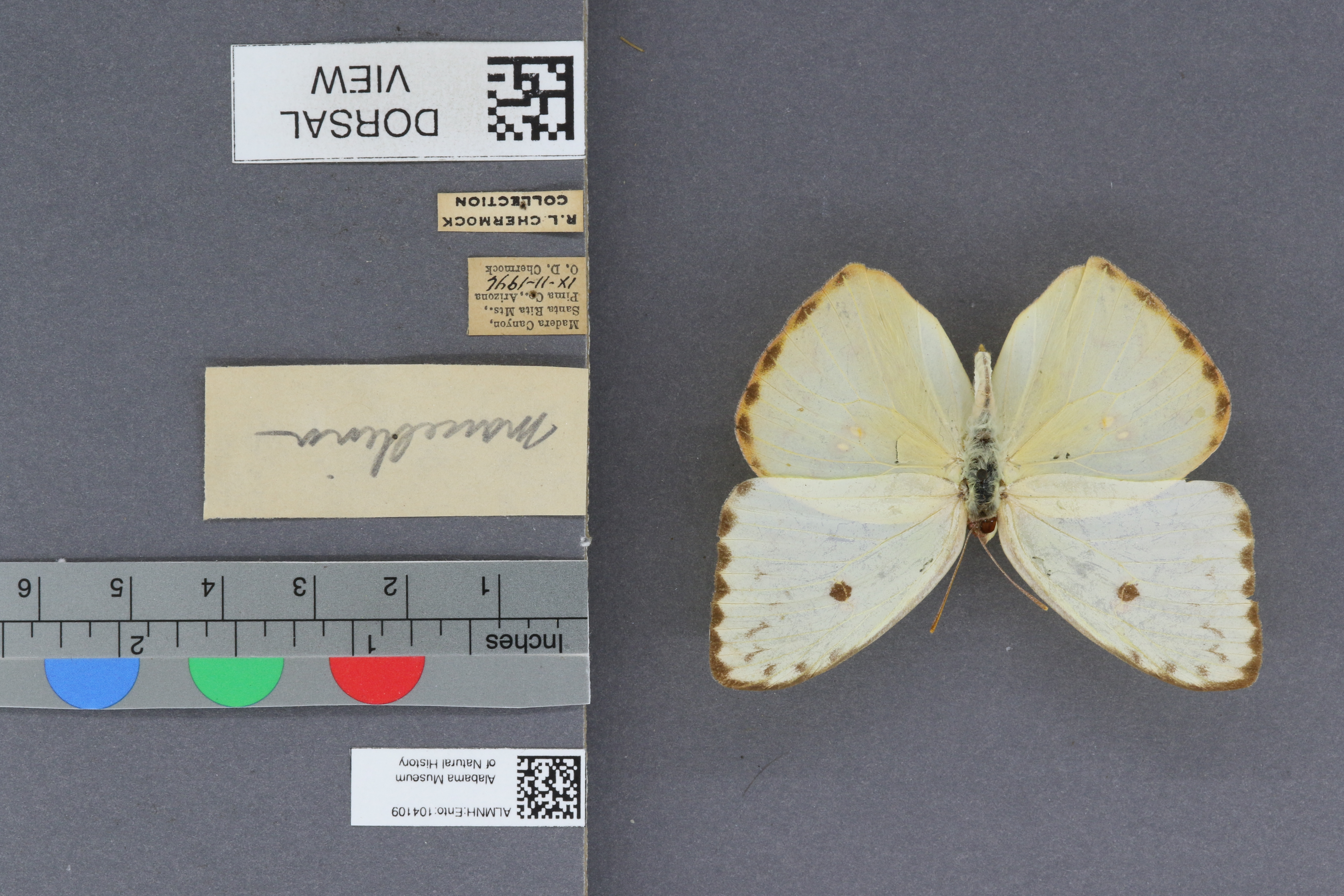 Phoebis sennae marcellina