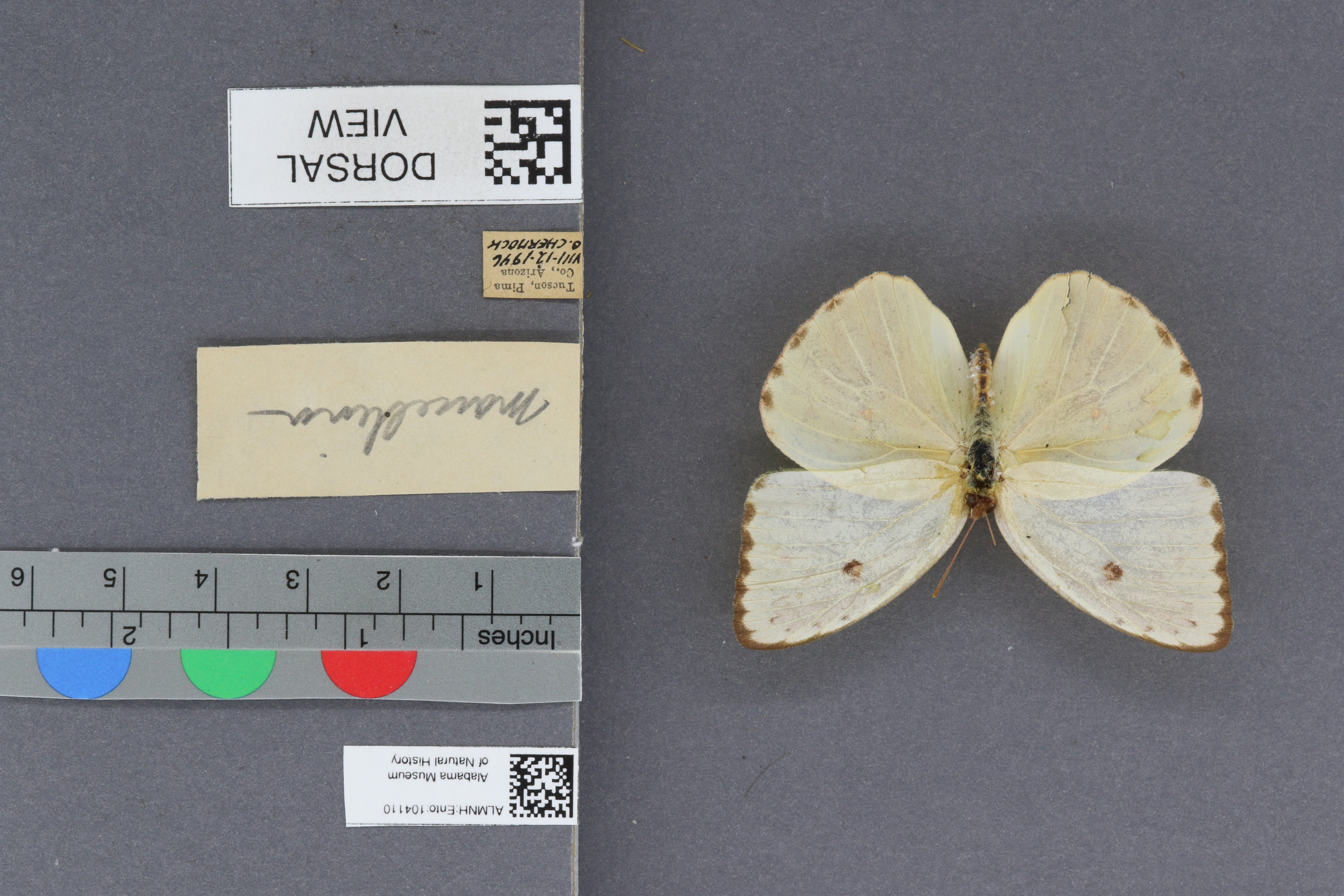 Phoebis sennae marcellina