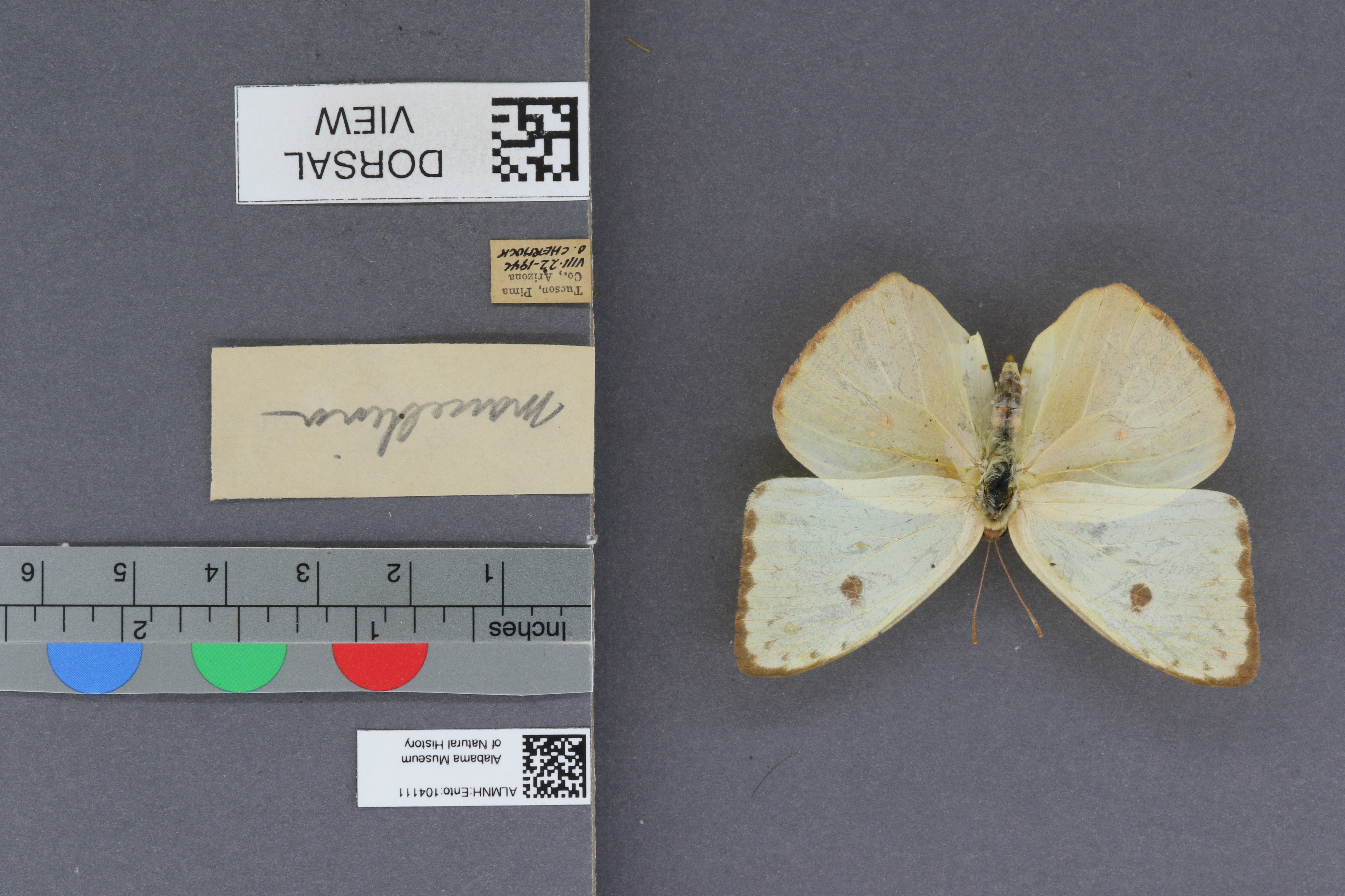 Phoebis sennae marcellina