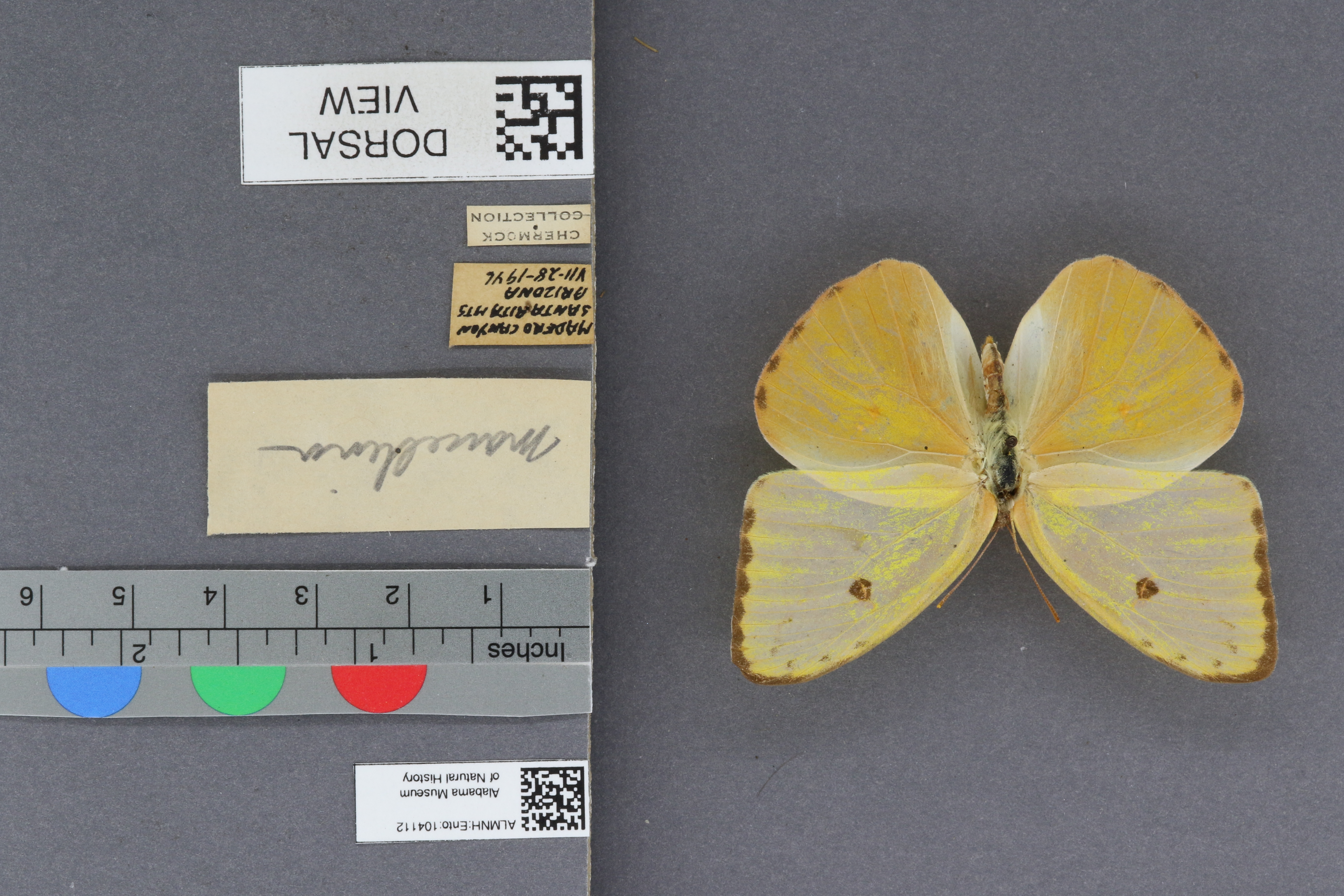 Phoebis sennae marcellina