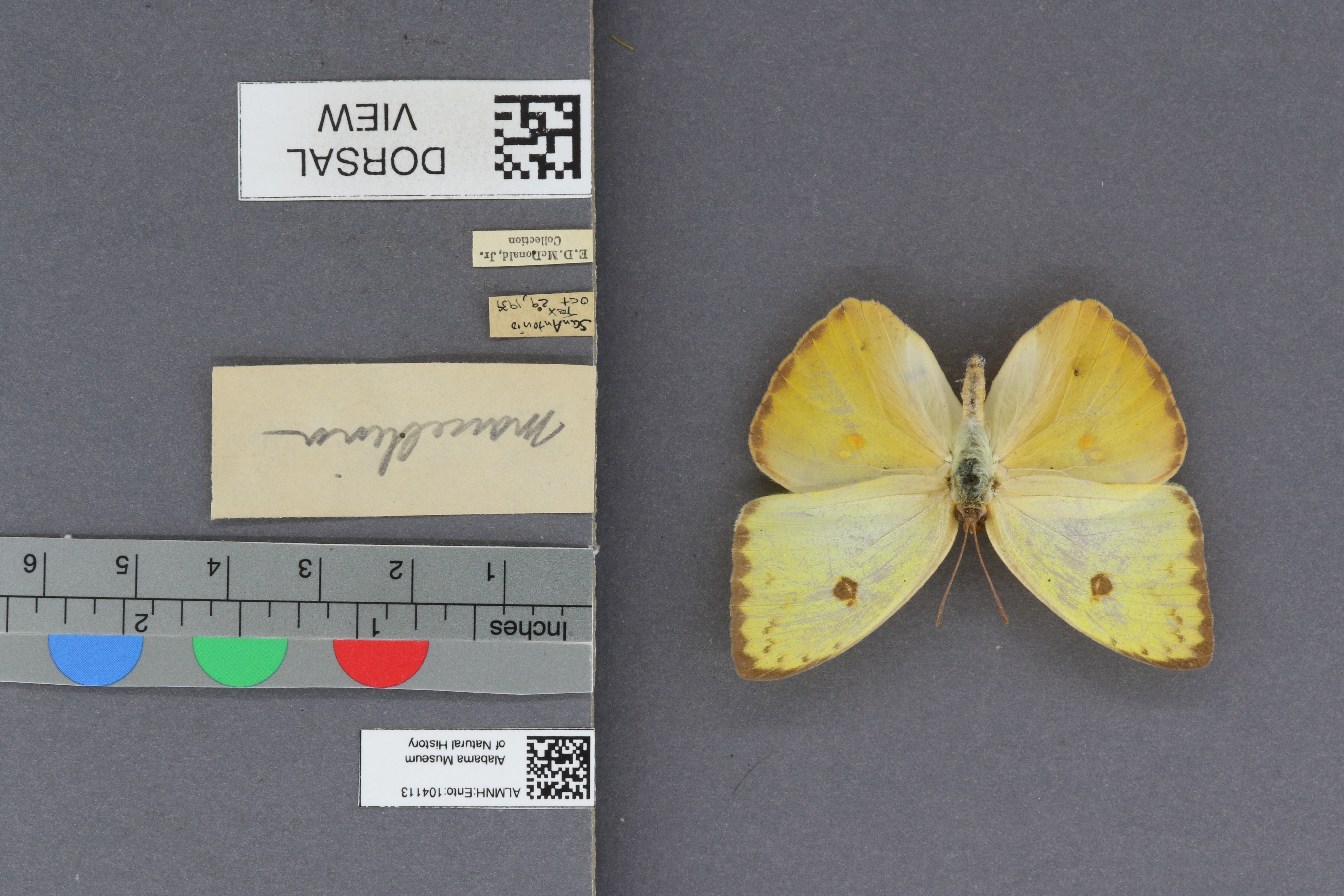 Phoebis sennae marcellina