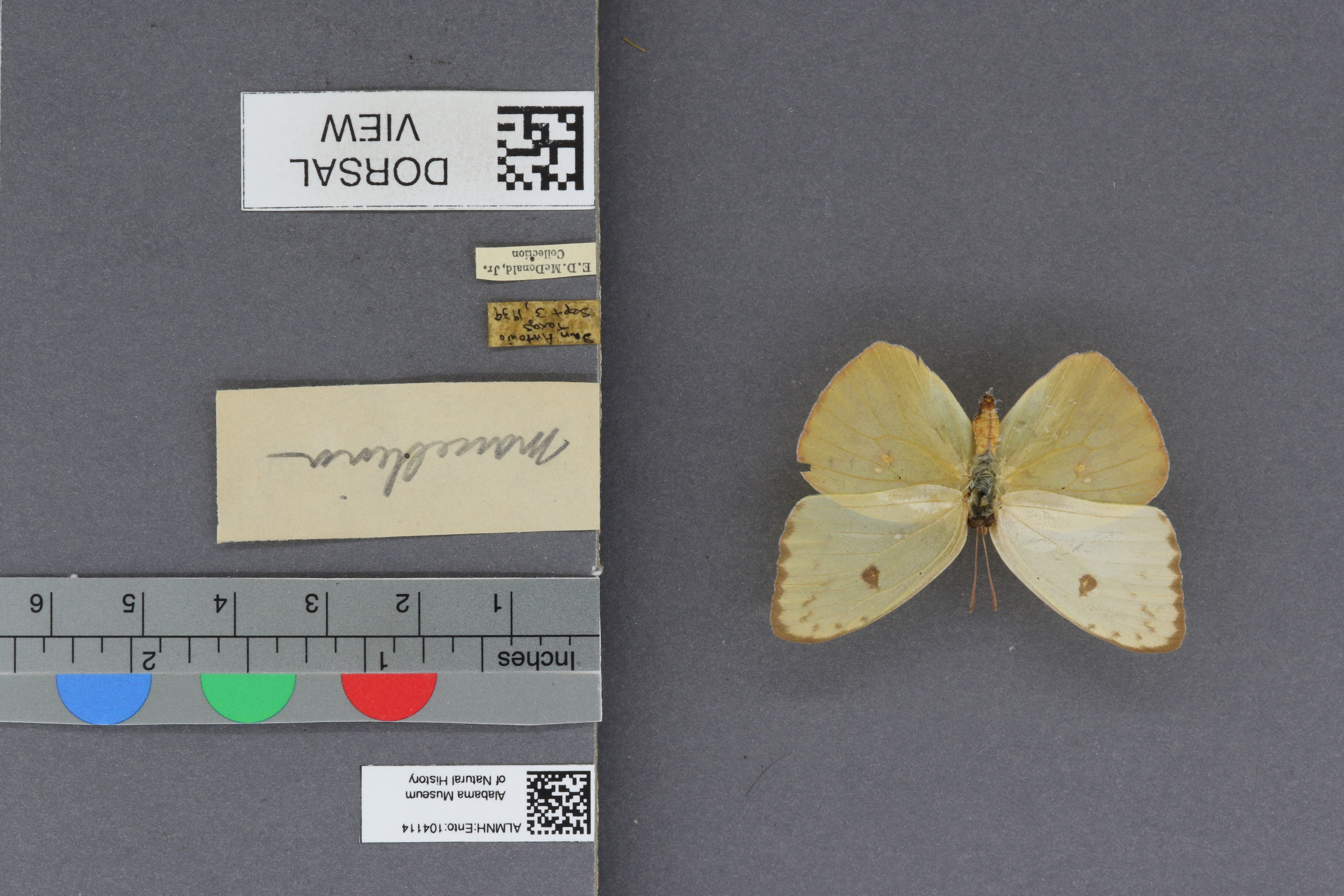 Phoebis sennae marcellina