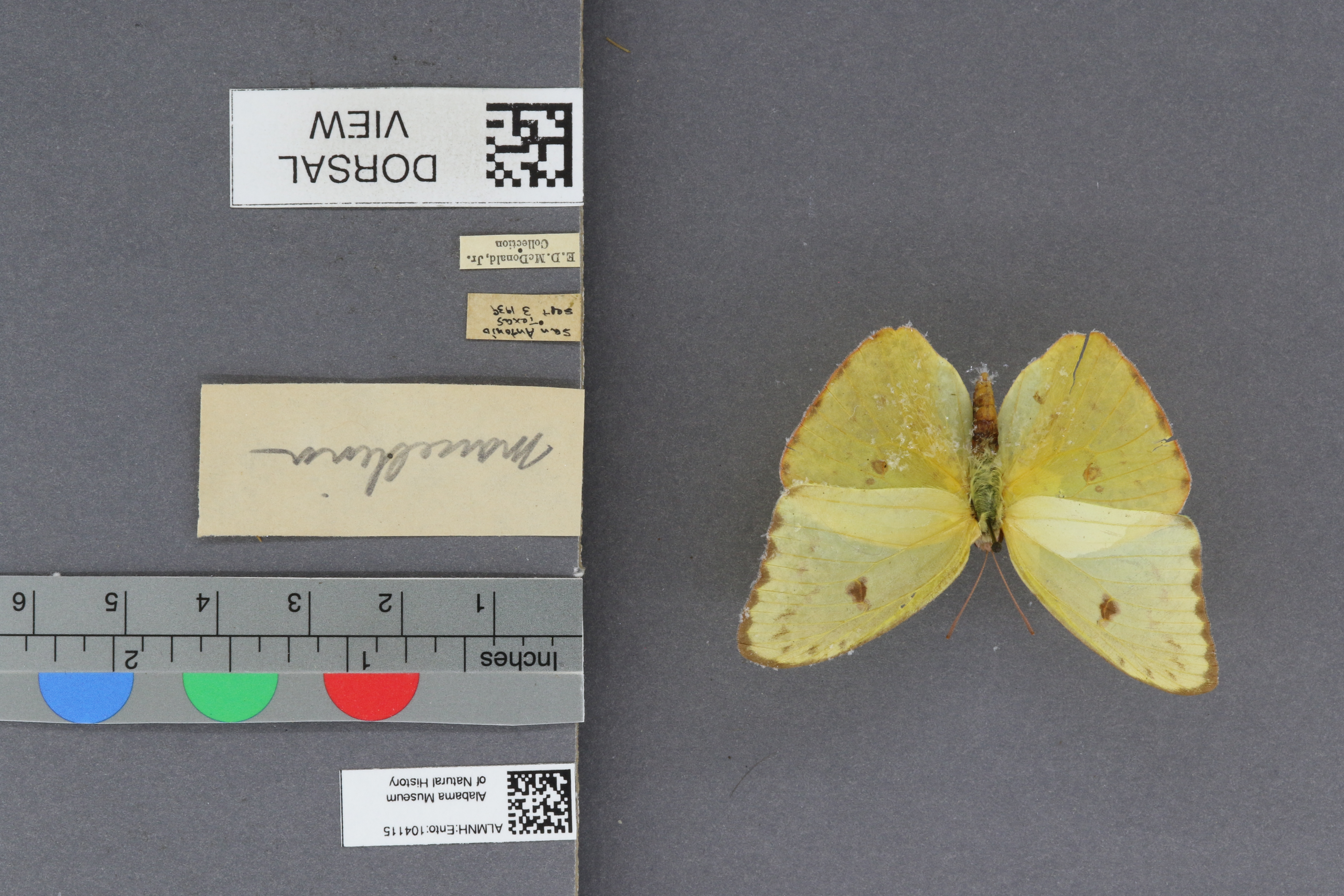 Phoebis sennae marcellina