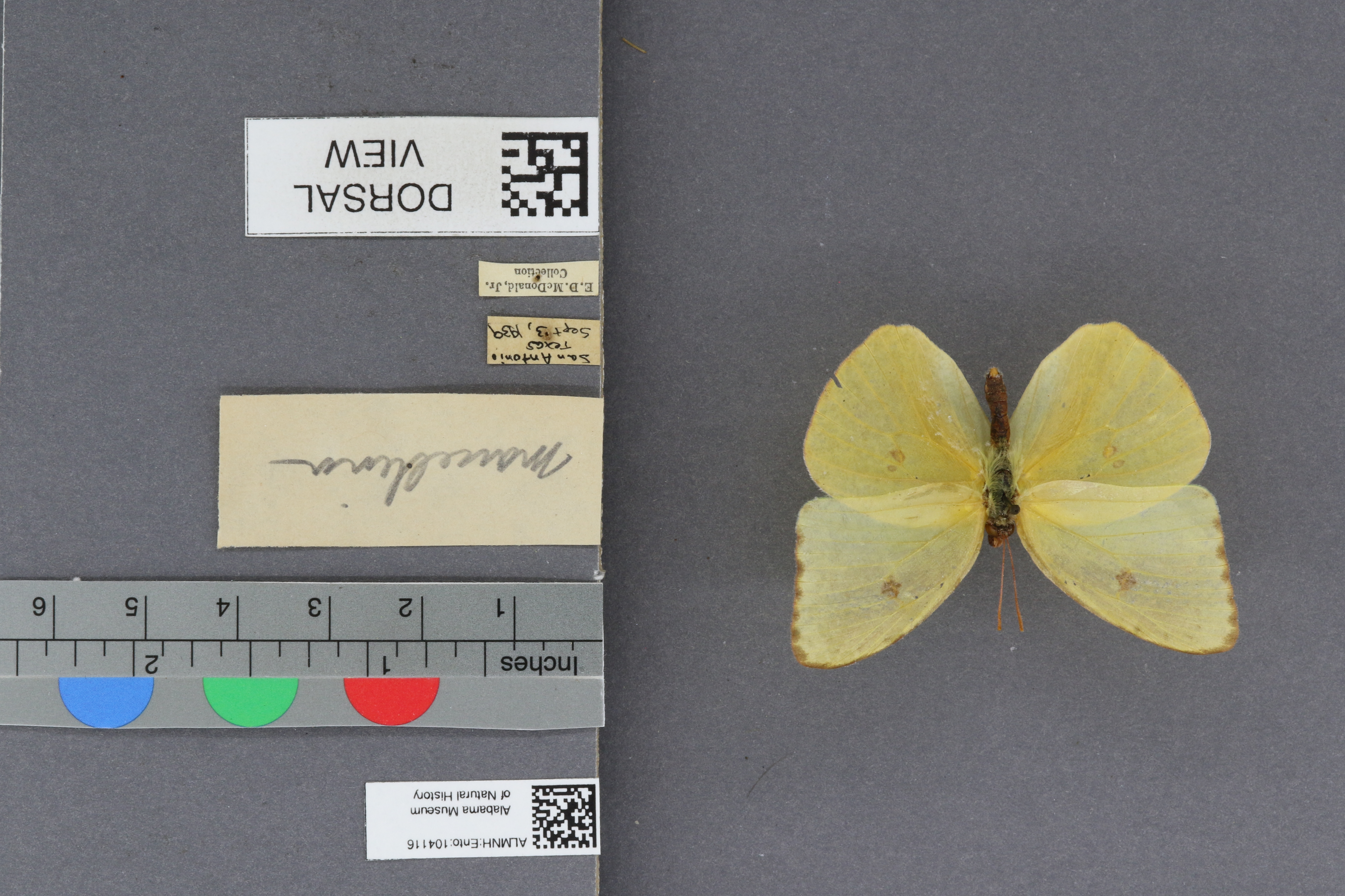 Phoebis sennae marcellina