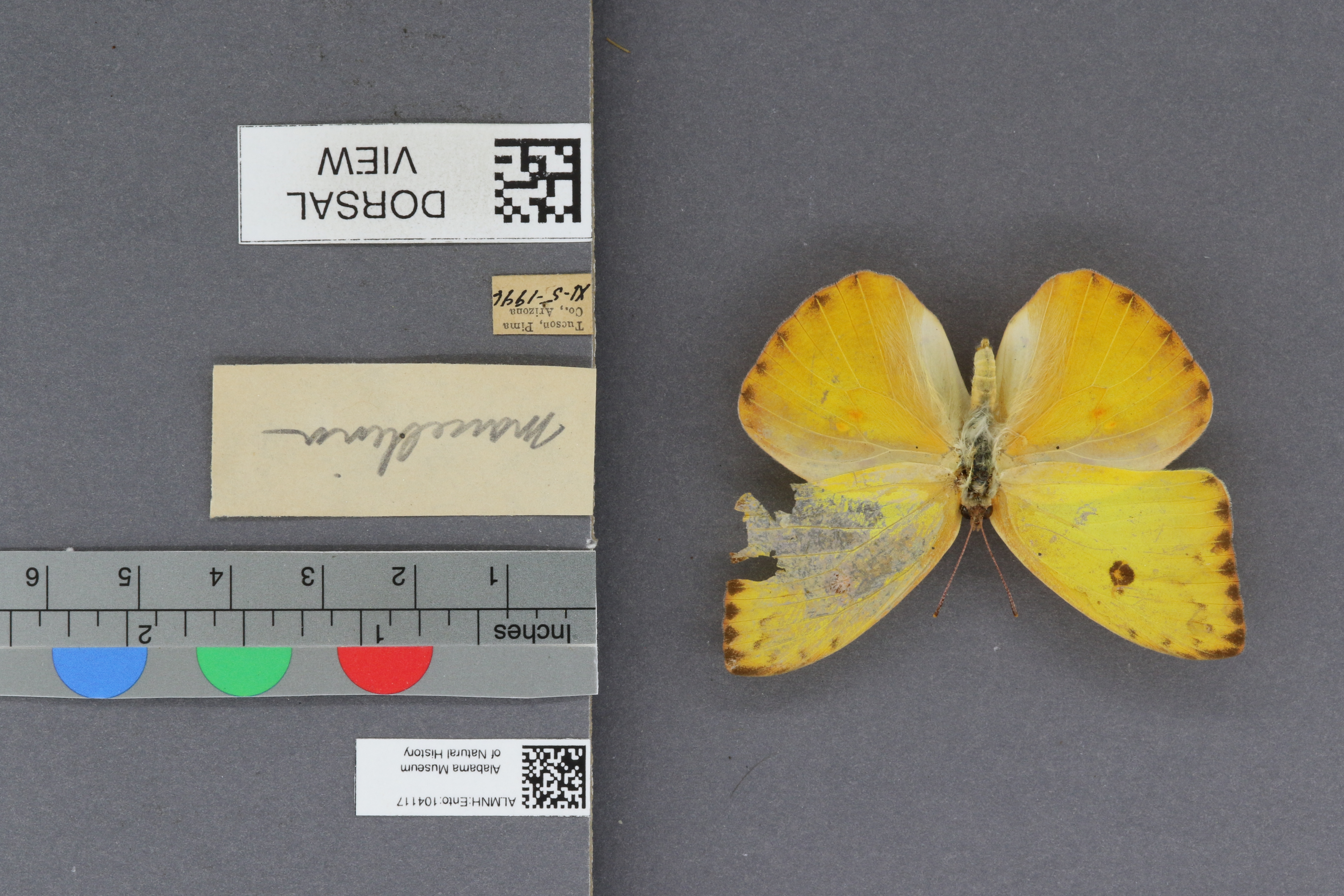 Phoebis sennae marcellina