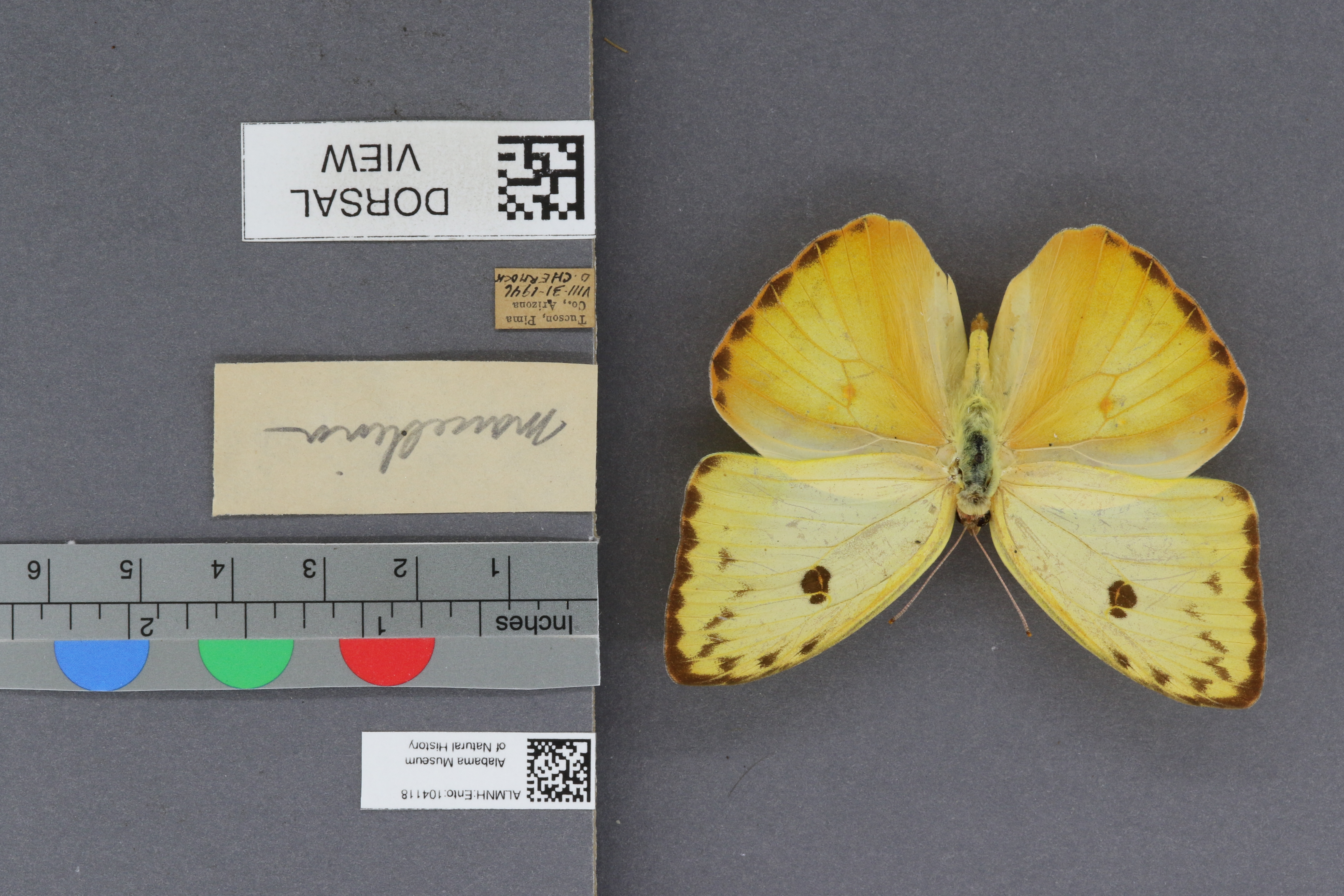 Phoebis sennae marcellina