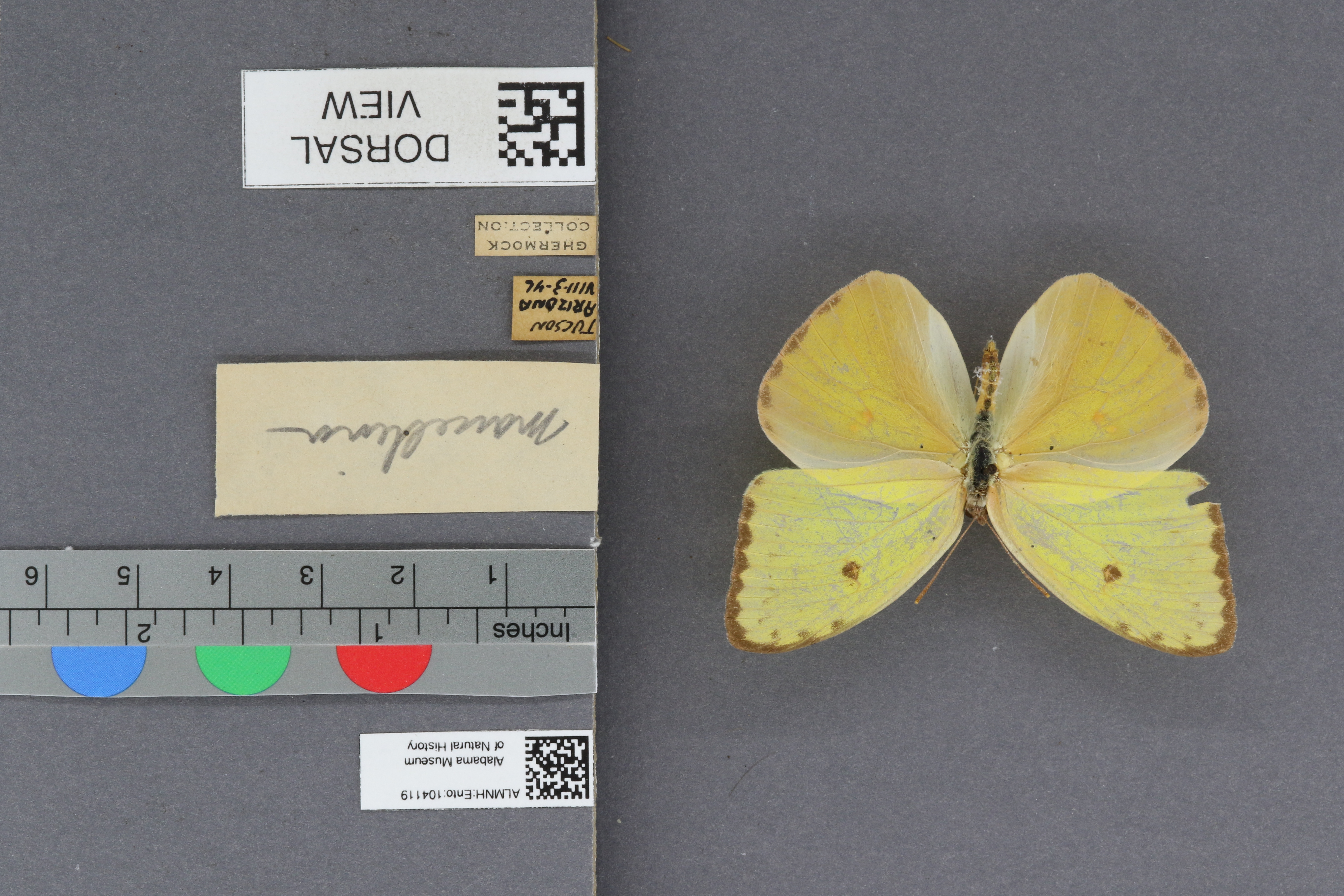 Phoebis sennae marcellina