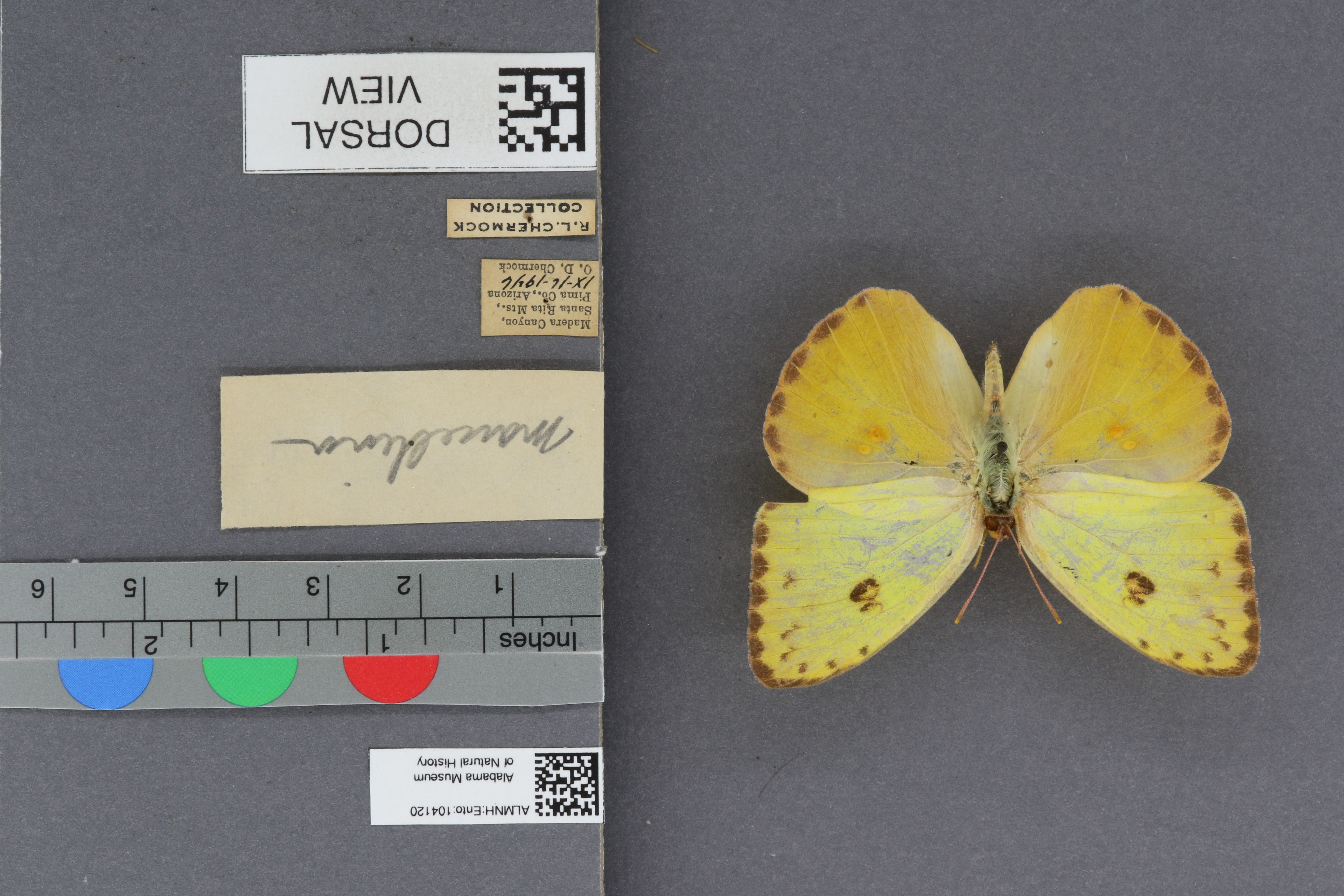 Phoebis sennae marcellina