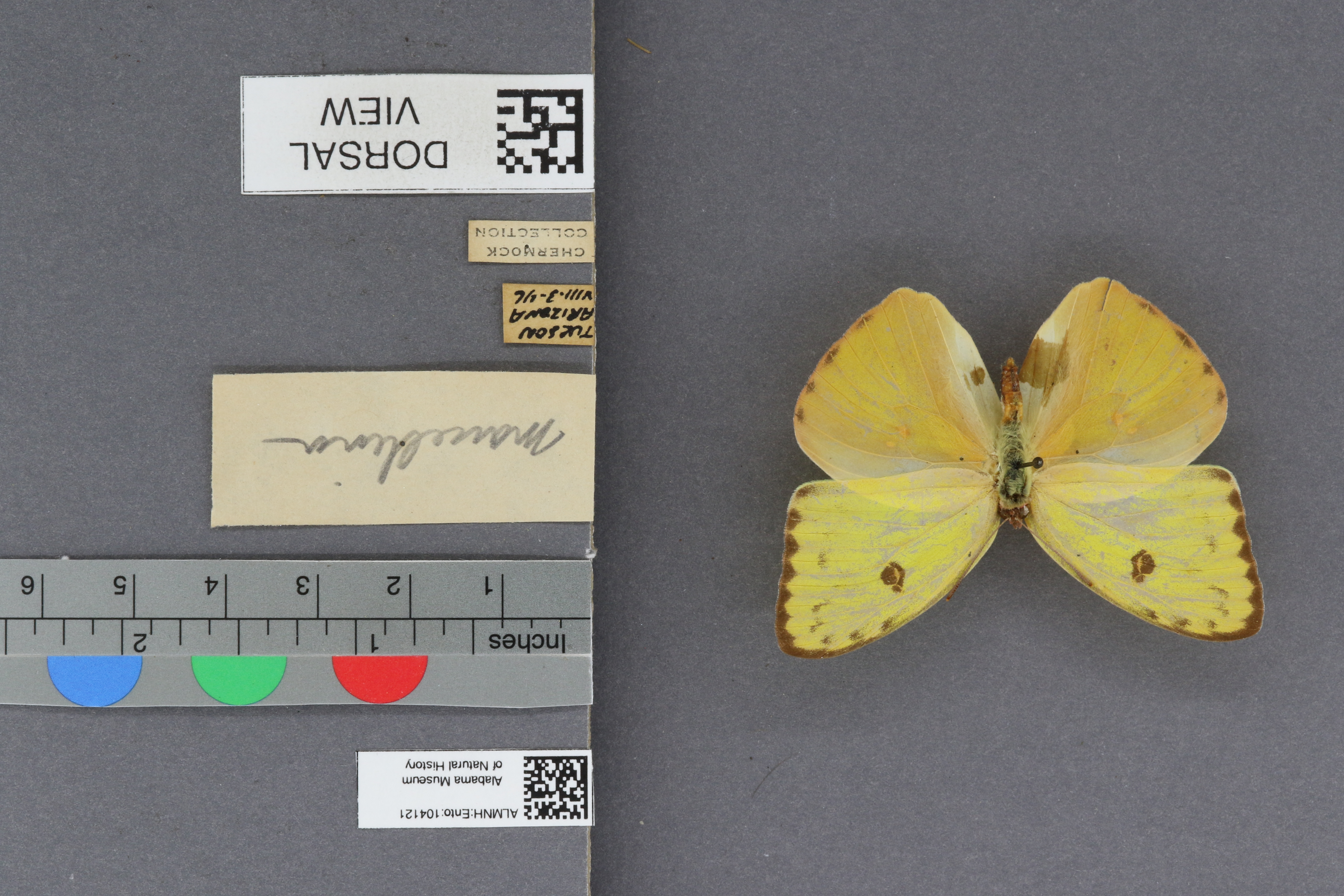 Phoebis sennae marcellina