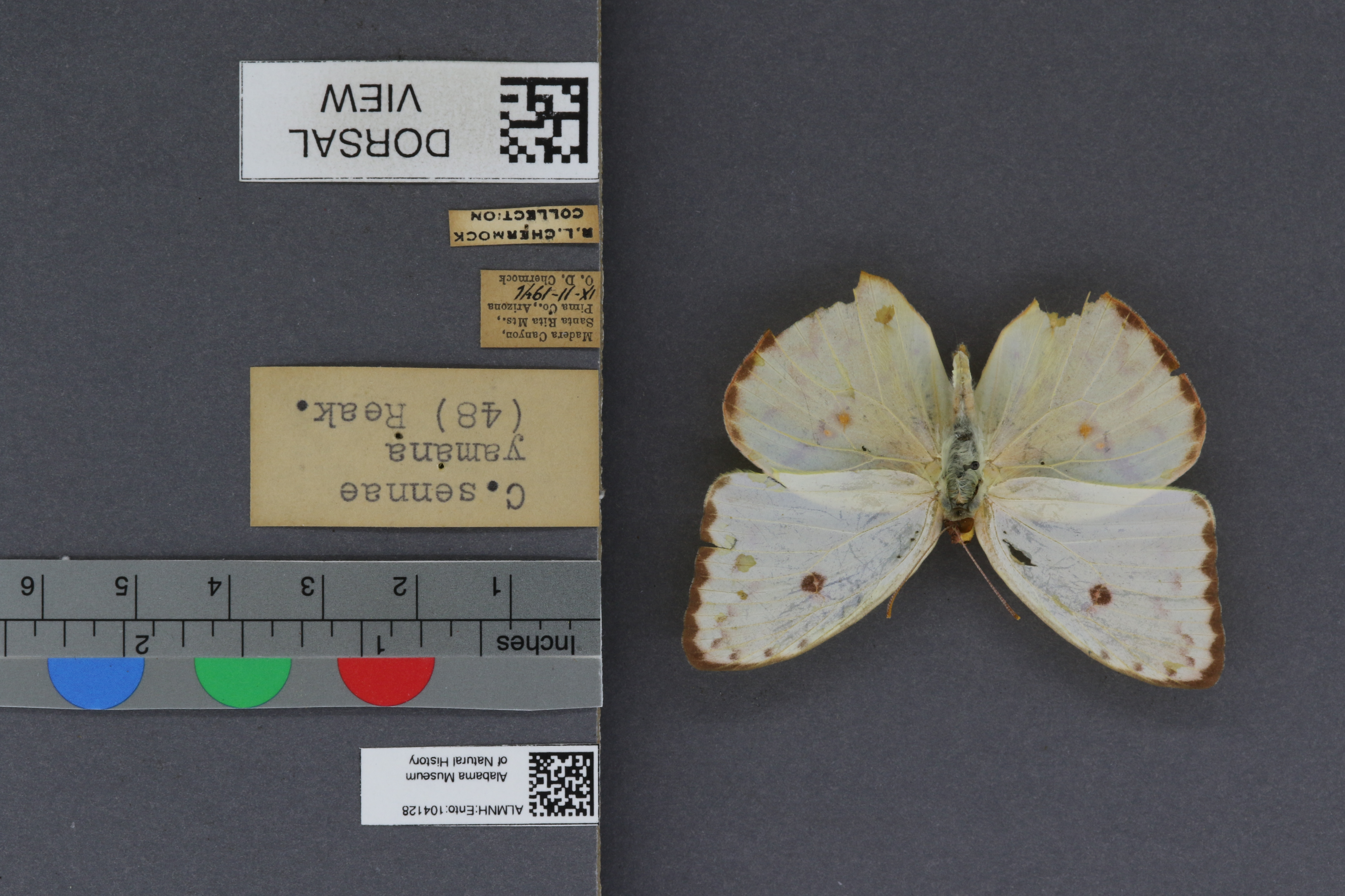 Specimen media