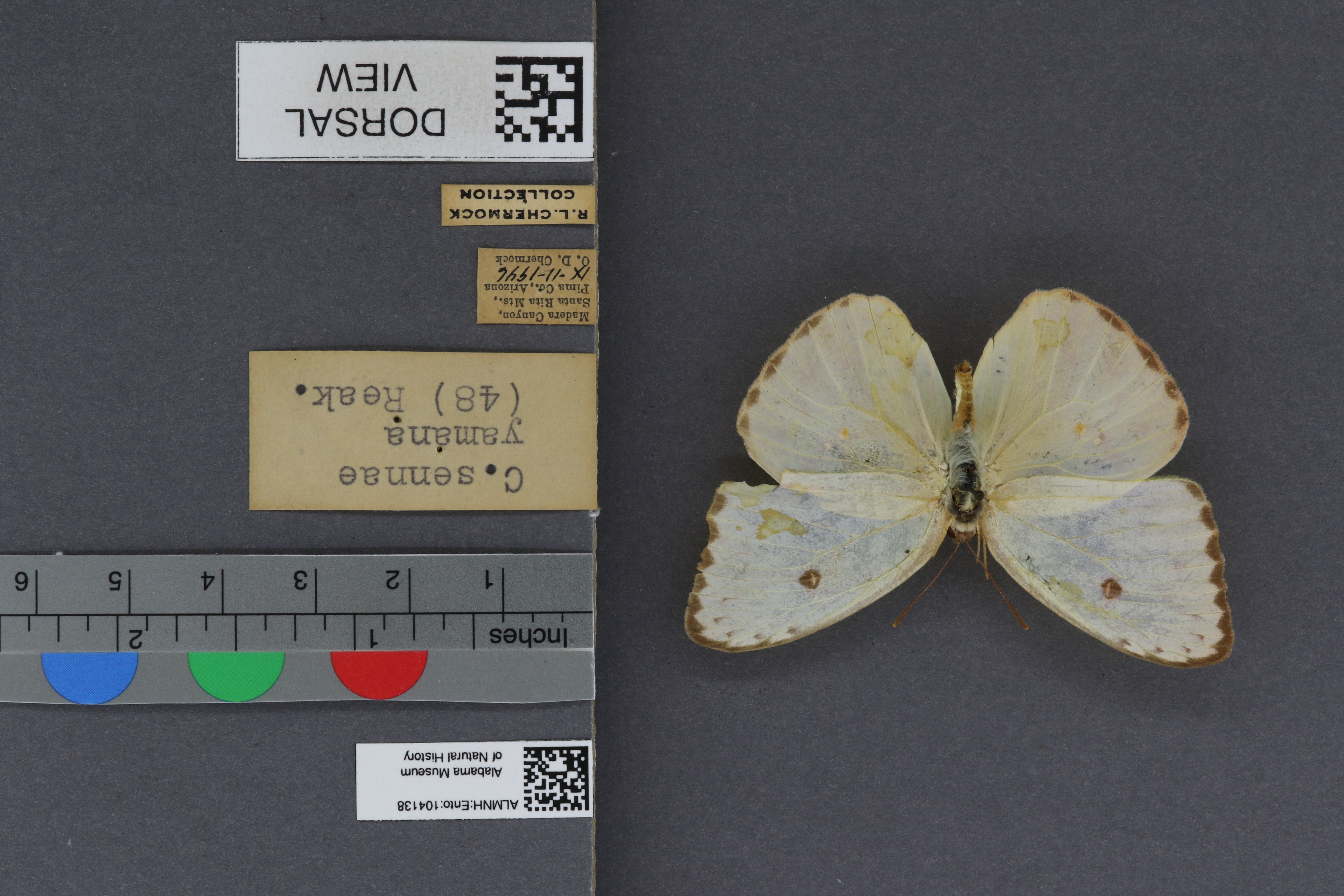 Specimen media